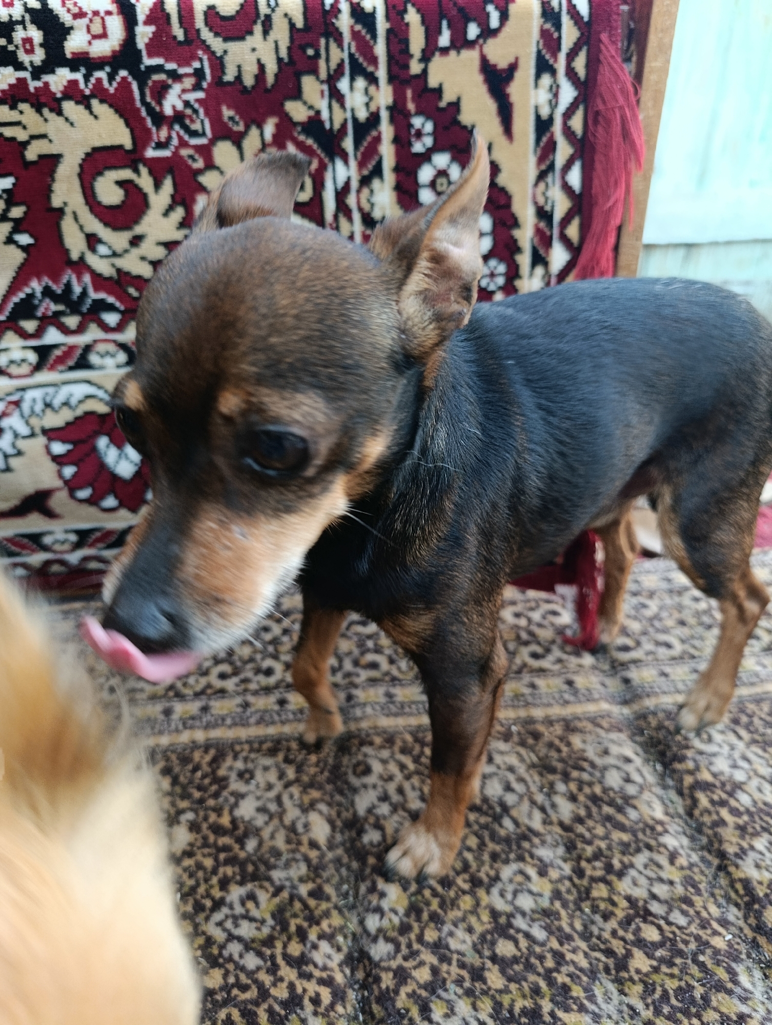 A small, brown and black dog with erect ears is standing on a patterned rug. The dog is facing left and has its tongue out, licking something out of frame. In the background, there is a red and beige patterned textile, likely a rug or tapestry, and a wooden chair. The lighting suggests an indoor or covered outdoor setting. The overall scene appears to be domestic and casual.