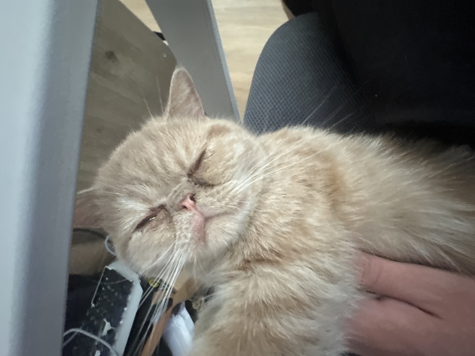 A fluffy, peachy-colored cat with closed eyes is being petted by a human hand. The cat's face is prominent, with its pink nose and long white whiskers clearly visible. The scene appears to be indoors, possibly under a desk or table, as indicated by the wooden surface and a dark, textured chair seat. The background shows a hint of a keyboard and wires, suggesting a home or office environment. There are no discernible landmarks or features that would place the scene specifically in Perm, Russia.