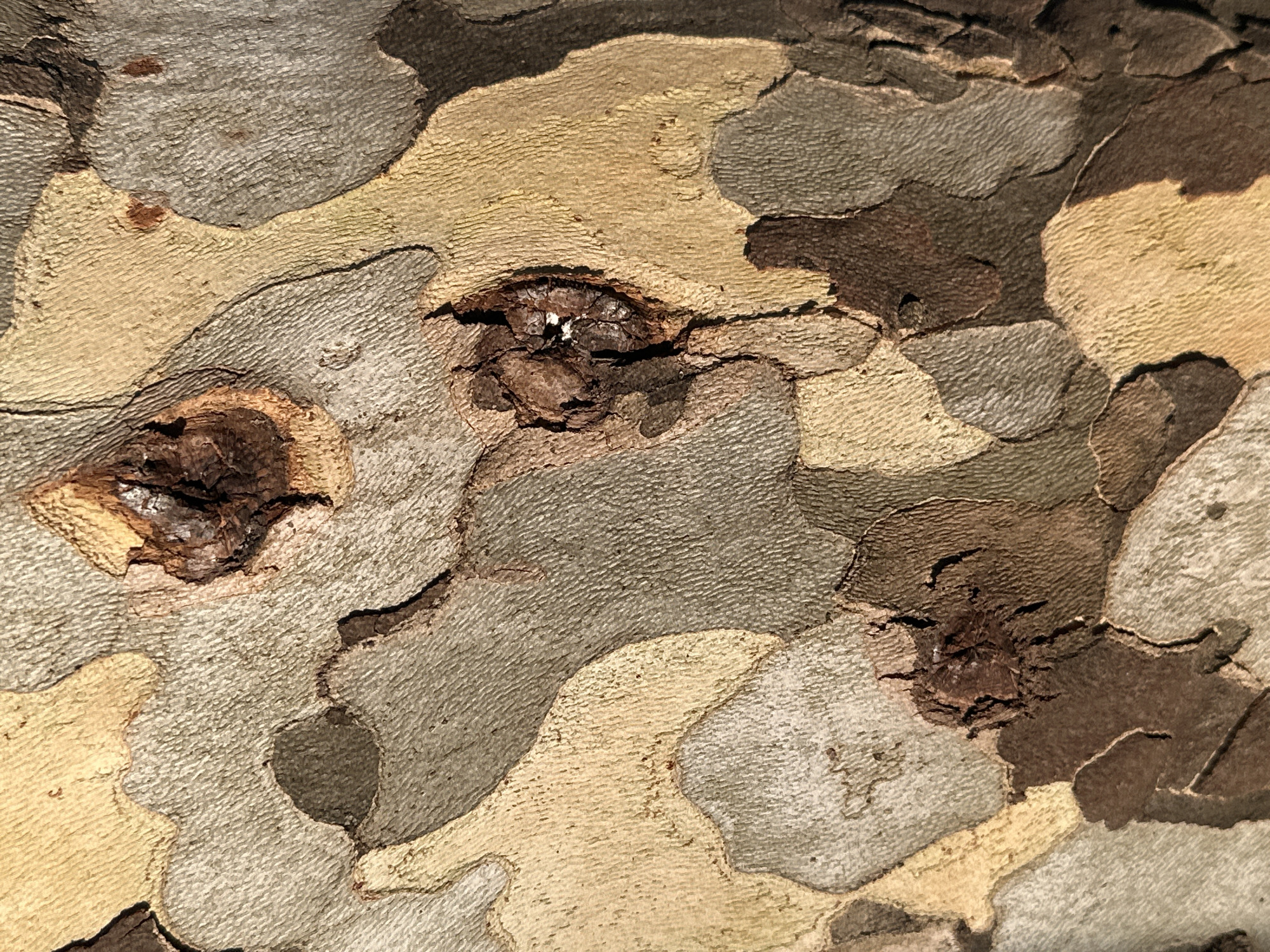 The image is a close-up, full-frame shot of the textured bark of a sycamore tree, exhibiting a mottled pattern of light beige, grey, and dark brown patches. The bark has deep fissures and irregular shapes. The lighting creates shadows that accentuate the texture. There are no people or identifiable objects, and no indication of the city of Trieste, Italy.