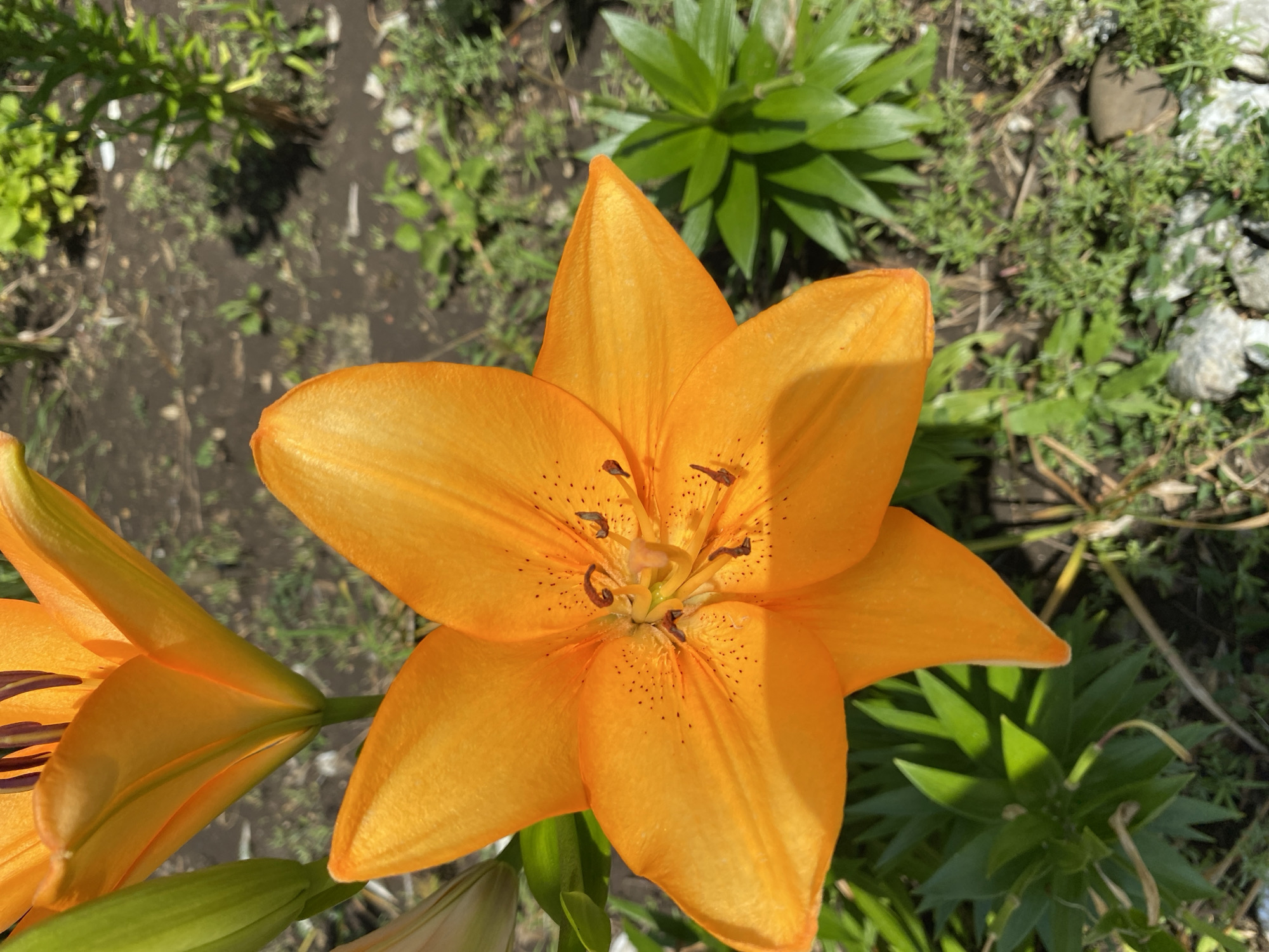 This media file showcases a close-up view of a vibrant orange lily flower in bloom. The lily is the primary subject, with its six petals spread open, revealing the intricate details of its stamen and pistil. The petals are a rich orange hue, with a few subtle brown speckles visible on their surface. The flower is positioned centrally in the frame, dominating the composition.
The background consists of a garden setting. The ground appears to be dark soil with scattered green foliage and some small rocks. The lighting suggests it is daytime, with the sun casting distinct shadows on the petals, indicating a bright and sunny day. The overall atmosphere is natural and serene, capturing the beauty of the flower in its environment.
To the left of the main lily, another orange lily bloom is partially visible, suggesting a cluster of lilies. The green leaves and stems of the lilies are also present, adding to the natural tableau. The scene appears to be outdoors, likely in a garden or a park in Plastunovskaya, Russia, given the provided location context. No people or specific activities are depicted; the focus is solely on the floral subject. There is no visible text in the image.