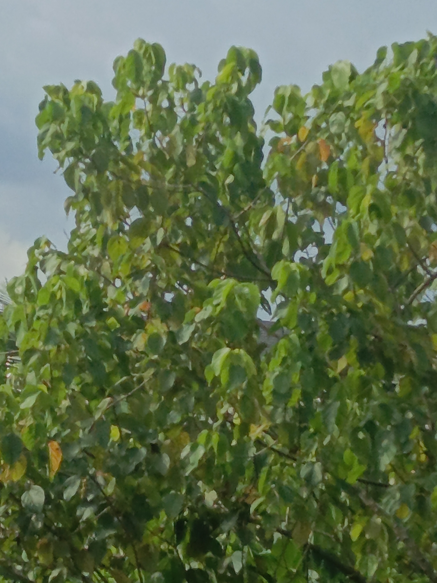 The image shows a close-up view of a tree with green leaves against a light blue sky. The leaves are densely packed, obscuring most of the branches. A few leaves are tinged with yellow or orange, suggesting a change in season. The location of the image is unknown.