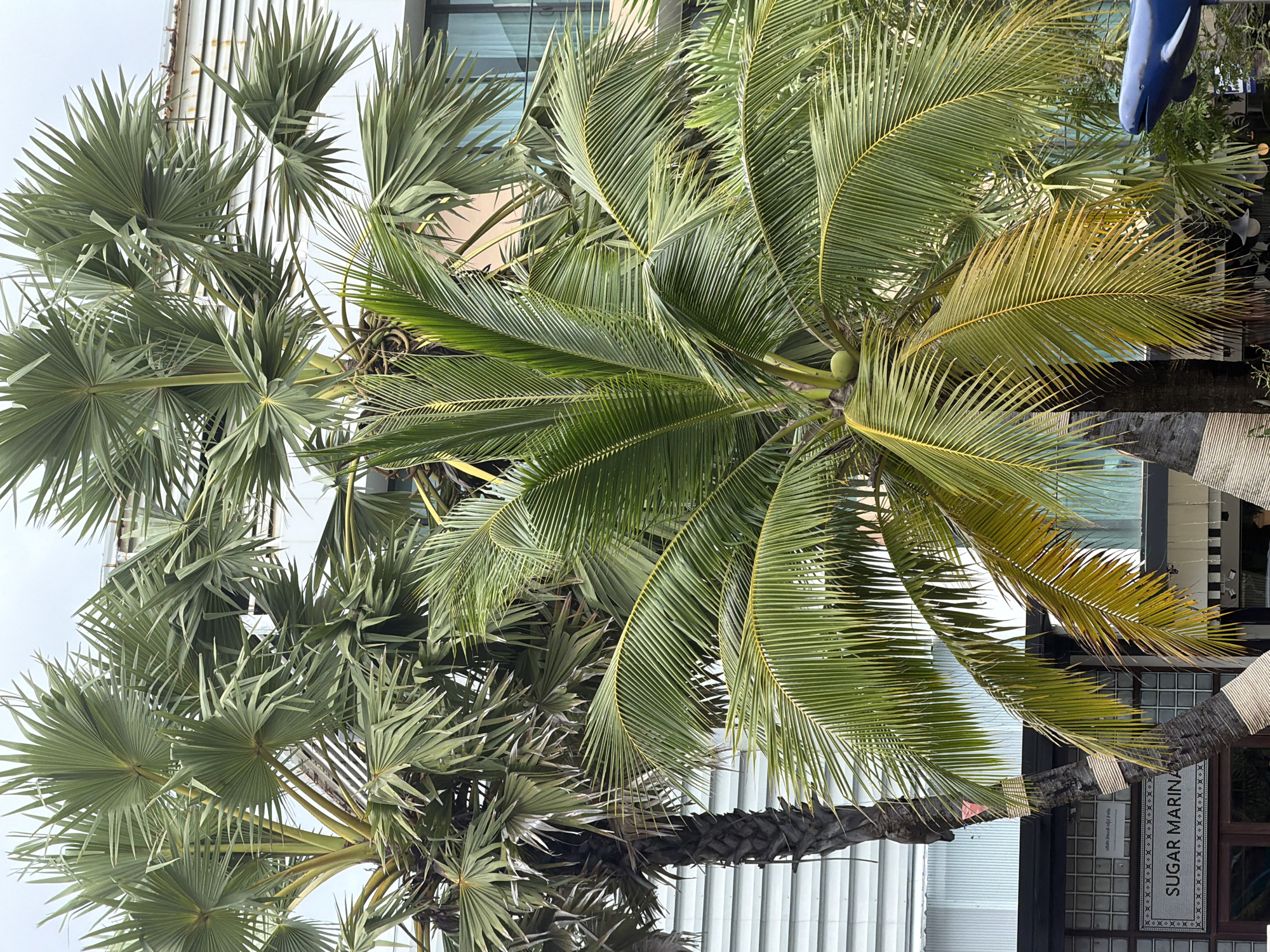 This is a vertical, medium-shot, eye-level, outdoor photograph taken in Karon, Thailand. The image features two palm trees in the foreground, with one on the left being a tall, mature palm with a rough, dark trunk and segmented fronds, and another on the right being a younger coconut palm with a more slender trunk and feathery, green fronds. The coconut palm has a single green coconut visible near its crown. The fronds of the younger palm are a vibrant green, with some yellowing at the tips, while the fronds of the older palm are a more muted green. In the background, there is a building with horizontal siding, possibly a hotel or resort, with windows and balconies visible. The sky is overcast with a light gray hue. Below the left palm tree, a sign reads "SUGAR MARINA" in black lettering on a white background, with a mosaic border. To the right of the frame, a blue dolphin statue is partially visible, extending from the lower right corner. The overall scene suggests a tropical coastal environment.