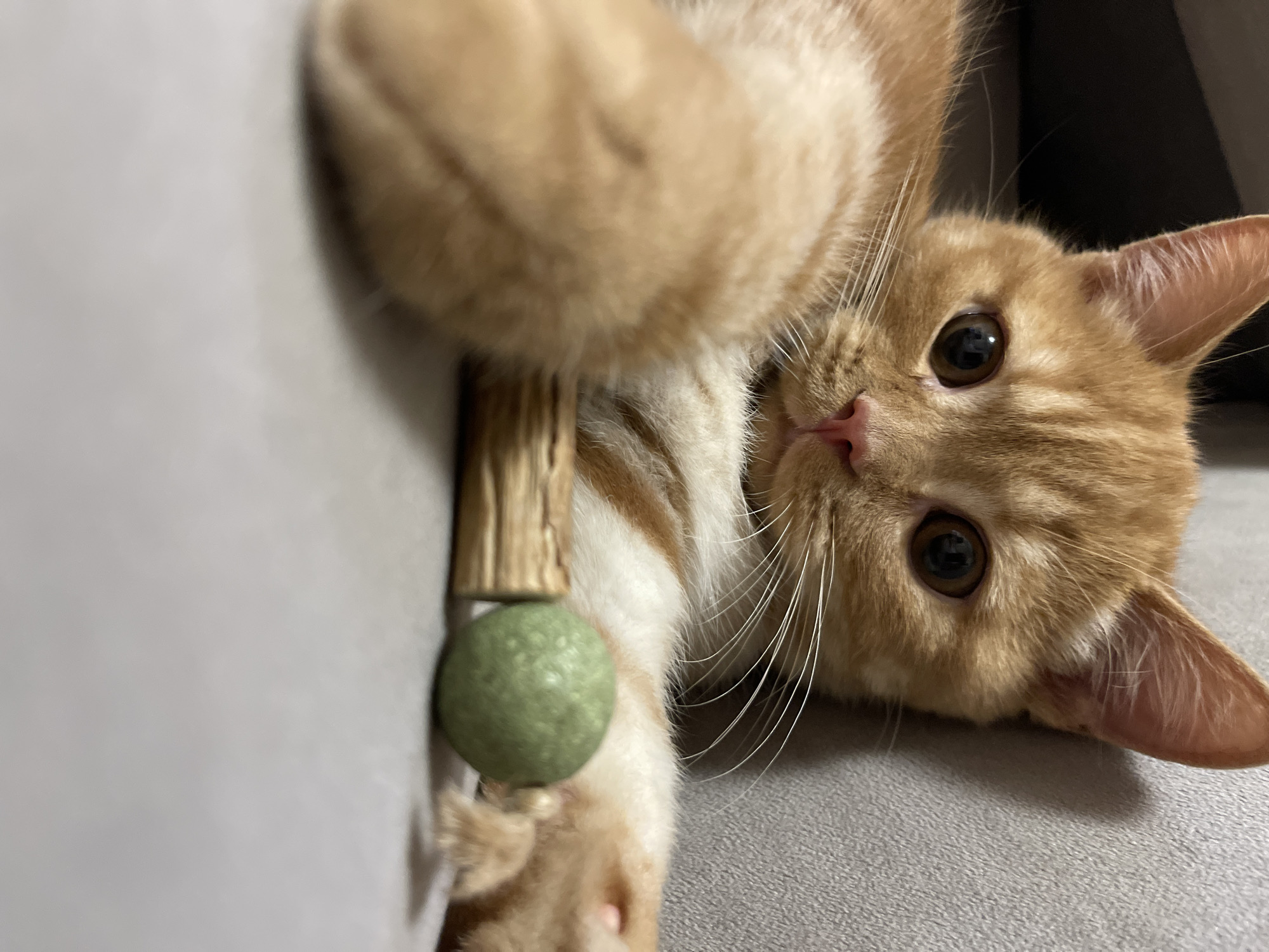 This is a close-up, eye-level photograph of an orange tabby cat lying down. The cat is facing the camera, with its head tilted slightly to the left. Its eyes are large and dark brown, with a reflective glint. The cat's fur is a mix of orange and white stripes. Its nose is pink, and it has long, white whiskers. In front of the cat are two small objects: a light brown, wooden stick and a small, green, spherical object, possibly a toy. The cat's front paws are resting near these objects. The background is a neutral gray surface, likely a couch or bed, with a darker shadow in the upper left corner. The lighting is soft, creating a gentle illumination of the cat and its surroundings. There is no indication of the specific location in the city of Kommunarka, Russia, within the image itself.