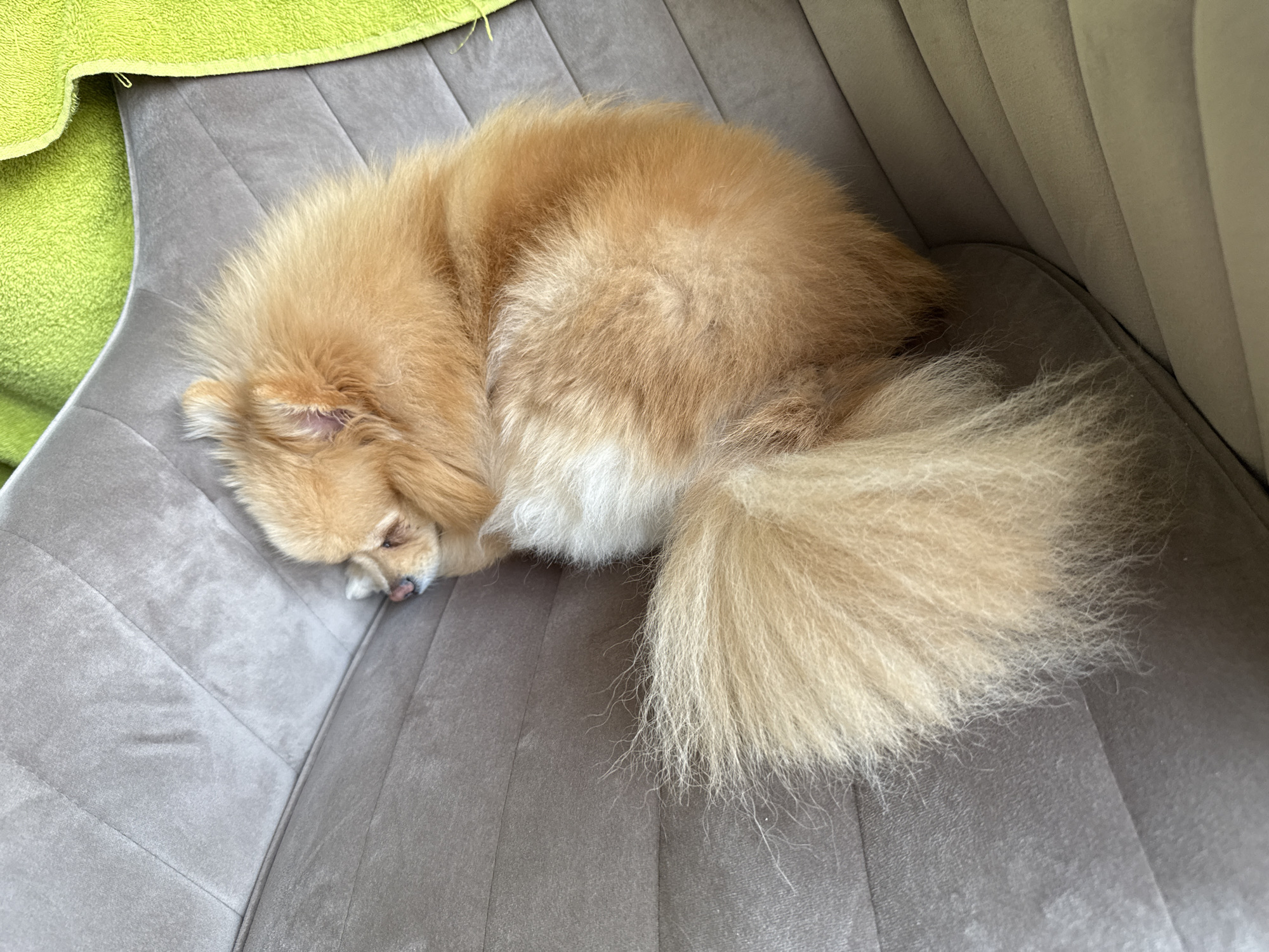 A fluffy, light-brown Pomeranian dog is curled up asleep on a grey, tufted chair or sofa. A lime-green towel is partially visible on the left side of the frame, near the dog's head. The dog's head is tucked in, and its tail is curled around its body. The location is indiscernible from the image alone, making it impossible to confirm the presence in Stara Zagora, Bulgaria.