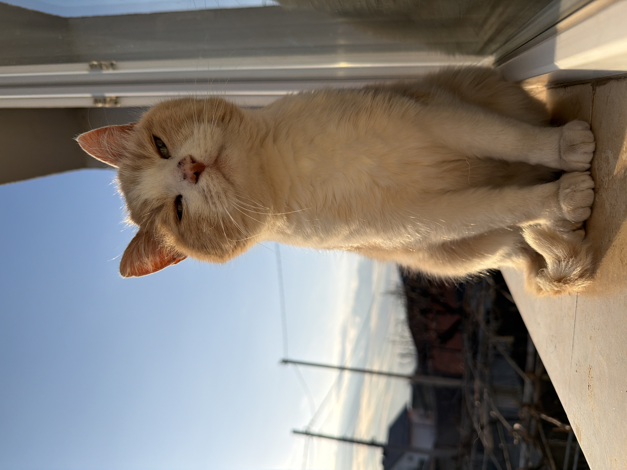 A cream and ginger domestic cat is observed sitting upright on a light-colored outdoor ledge in Buhovo, Bulgaria. The cat faces slightly to the left of the camera, its eyes partially squinted, exhibiting a pinkish nose with a small dark mark. Its front paws are tucked beneath its chest, and a portion of its tail is visible, curled around its body. To the cat's right, a vertical white window frame and reflective glass are present. The background features a clear blue sky with sparse clouds, with utility poles, residential buildings, and bare trees visible in the mid-distance. The scene is illuminated by strong, warm, directional sunlight, casting a glow on the cat and the immediate surroundings.