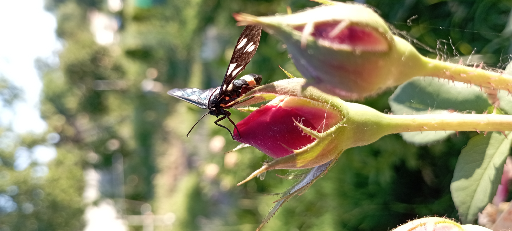A close-up, low-angle shot captures a butterfly perched on a vibrant red rose bud, bathed in the warm glow of sunlight. The butterfly, with its dark body and wings adorned with white spots, is positioned on the upper portion of the rose bud. The rose bud itself is a deep red, with green sepals surrounding its base. To the right of the main rose bud, another, slightly smaller bud is visible, also partially opened. The background is softly blurred, showcasing lush green foliage and hints of sunlight filtering through trees. The scene appears to be outdoors, likely in a garden or natural setting, in Radisne, Ukraine.