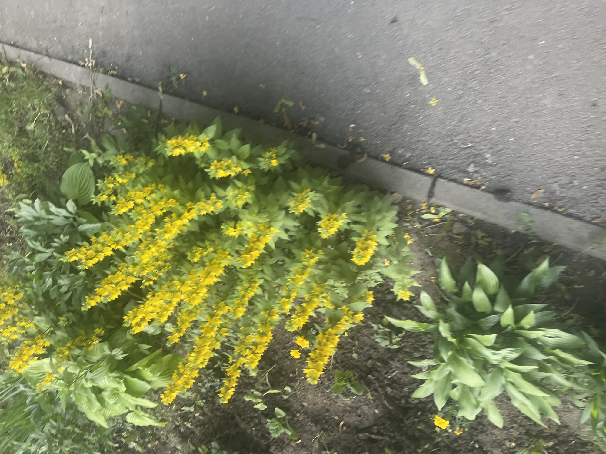 A small cluster of bright yellow flowers, possibly Lysimachia punctata, grows in a garden bed alongside a paved walkway in the village of Horozhuli, Ukraine. The flowers are densely packed on tall stems, creating a vibrant display of color against the green foliage. The walkway appears to be made of asphalt and is bordered by a concrete curb. The ground in the garden bed is dark soil, with some fallen leaves and twigs scattered about. In the foreground, a large plant with broad, green leaves, likely a hosta, is visible. The overall scene depicts a typical residential garden area in a rural or suburban setting.