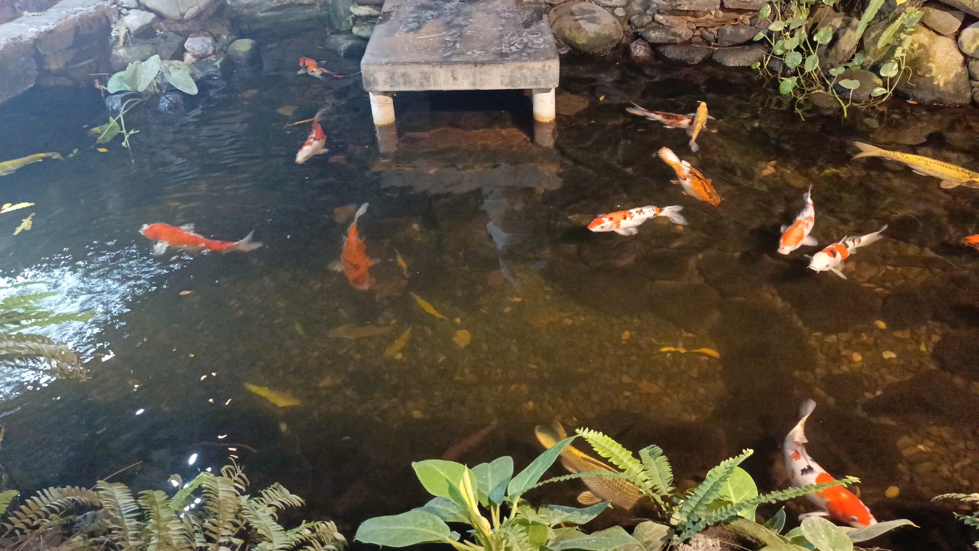 This is a detailed, forensic, matter-of-fact description of a koi pond, likely located in Pringsewu, Indonesia, based on the provided context, though the image itself does not explicitly state the location.
The image captures an overhead view of a koi pond with several koi fish swimming in its murky, brown-tinted water. The pond is bordered by rough stones and some greenery, including ferns and leafy plants, particularly in the foreground and along the right edge. A small, dark, rectangular structure, possibly a bridge or platform, is visible in the upper center of the pond, supported by two white cylindrical legs. The water's surface is rippled in places, reflecting light, particularly in the upper left quadrant, suggesting a light source above and to the left.
The koi fish are the primary subjects. There are approximately ten visible fish, varying in color and pattern. Dominant colors include white with orange or red markings, solid orange, and a few with black and white patches. One long, bright yellow fish is prominent towards the upper right. Some fish are swimming near the surface, while others are deeper in the water, with their forms partially obscured by the pond's murkiness and reflections. Scattered yellow leaves or debris are visible on the pond's bottom in some areas.
No people are present in the image. The actions of the fish are limited to swimming. The environment is a man-made pond, designed to house these ornamental fish, with naturalistic landscaping elements. The lighting appears to be artificial or filtered sunlight, creating a somewhat dim and atmospheric scene. The overall impression is one of tranquility and natural beauty, despite the murkiness of the water.