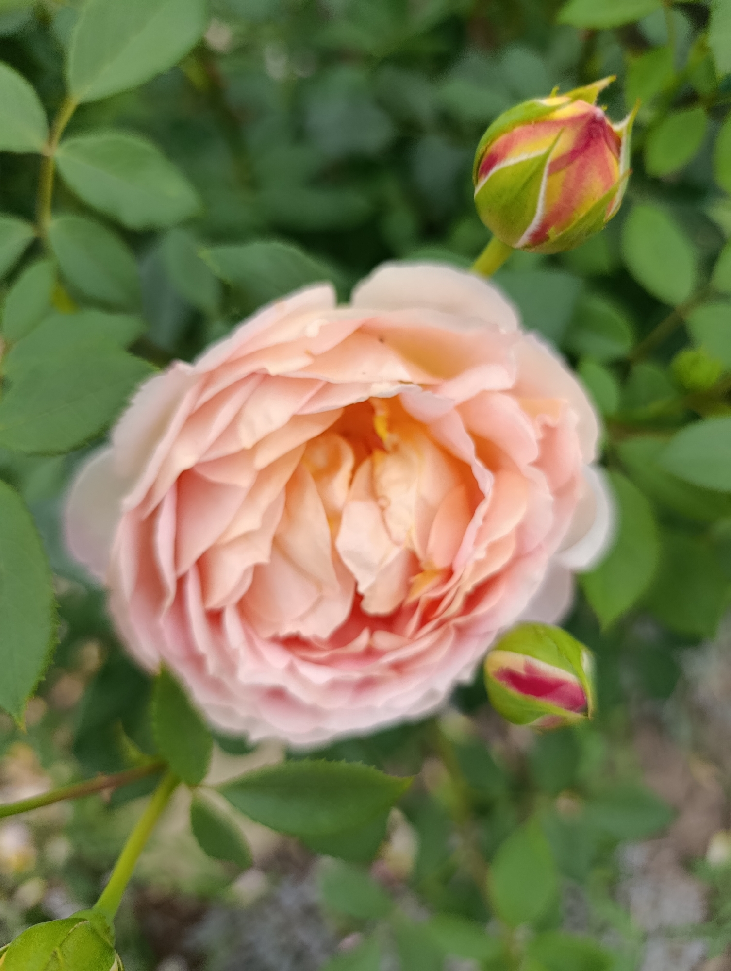 A close-up, softly focused shot captures a delicate pink rose in bloom, its petals unfurling in the center. The rose is surrounded by lush green leaves, and two rosebuds, one more developed with hints of red and yellow, are visible on either side. The background is blurred, suggesting an outdoor garden setting. The image was taken in Bratske, Ukraine.