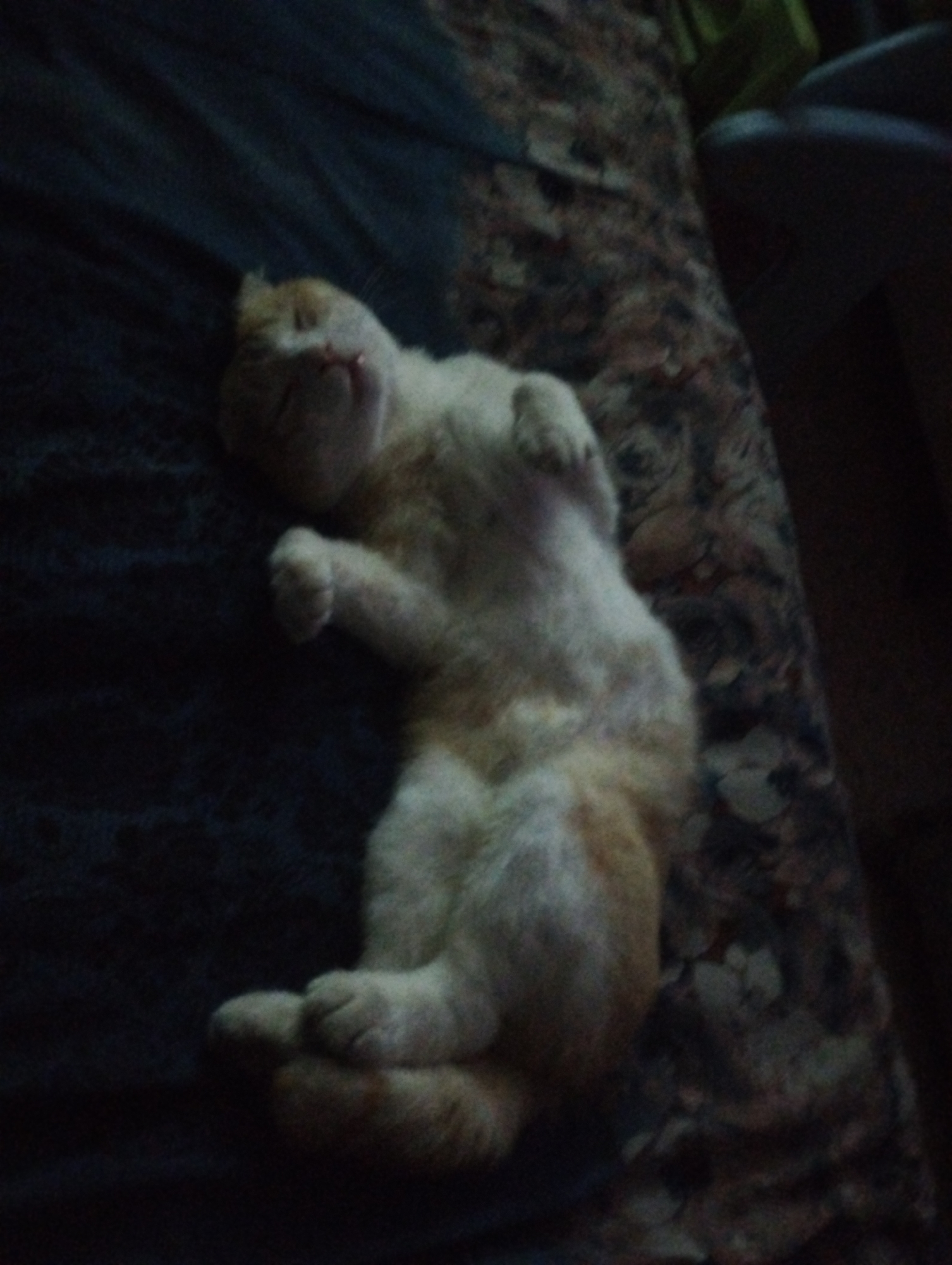 A light-colored cat with orange markings is sleeping on its back on a patterned surface, likely a bed or couch. The cat's eyes are closed, and its body is relaxed. The background is dark and out of focus, obscuring any details of the surrounding environment. The image appears to be taken indoors, with the lighting suggesting it may be nighttime or a dimly lit room. The specific location in Vinogradnoe, Kyrgyzstan, cannot be determined from the visual information provided in the image.
