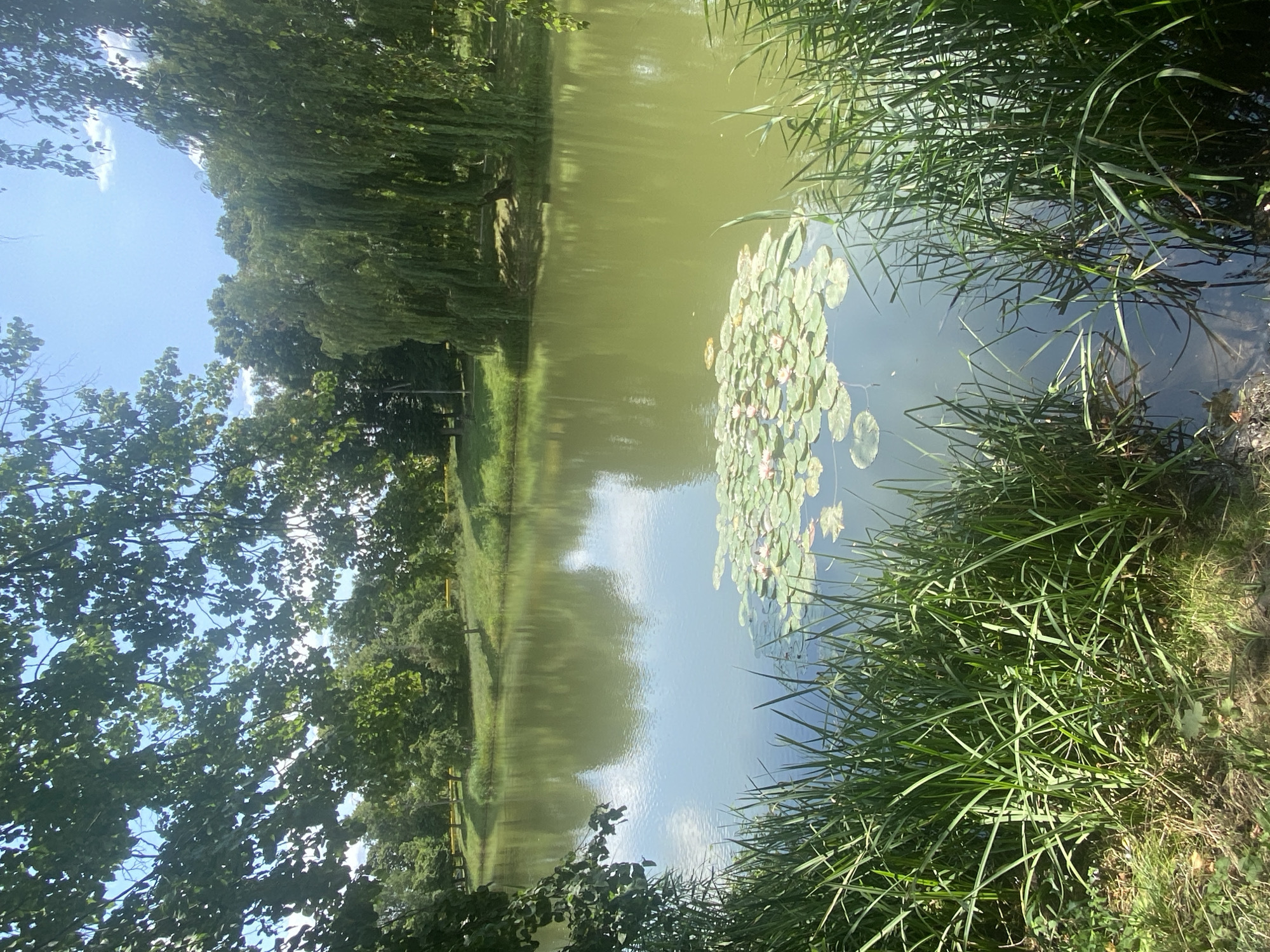 The image depicts a serene waterscape in Briceni, Moldova, under a bright, partly cloudy sky. In the foreground, lush green reeds and grasses line the edge of a tranquil lake. Scattered across the surface of the water are numerous lily pads, with several delicate pink water lilies in bloom. The lake's surface reflects the surrounding environment, including the clear blue sky with scattered white clouds. Beyond the lake, a gentle slope covered in green grass leads up to a dense line of trees, including a prominent weeping willow with its cascading branches. The scene is characteristic of a park or natural area within Briceni, offering a peaceful and idyllic view of nature. There are no people or animals visible in the image.