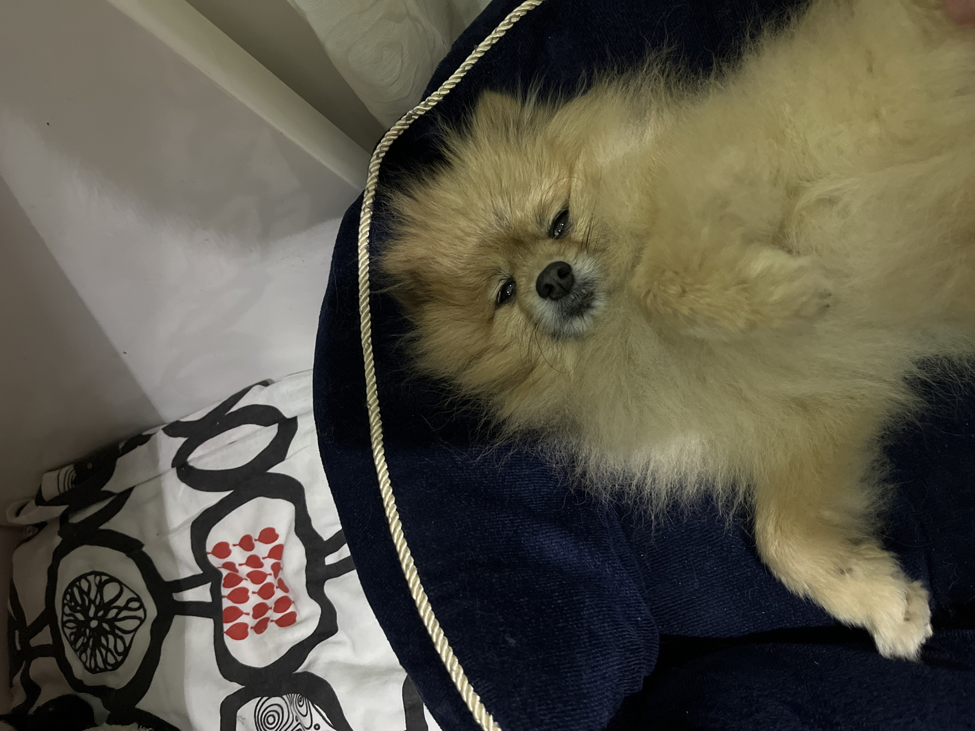A fluffy, cream-colored Pomeranian dog is lying in a dark blue, plush dog bed. The bed has a white rope trim. The dog is lying on its side, facing the camera. Its eyes are partially closed, and it has a black nose and mouth. To the left of the dog bed is a pillow with a white, black, and red floral pattern. A white surface is visible above the dog bed. No location details relating to Plovdiv, Bulgaria, are apparent in the image.