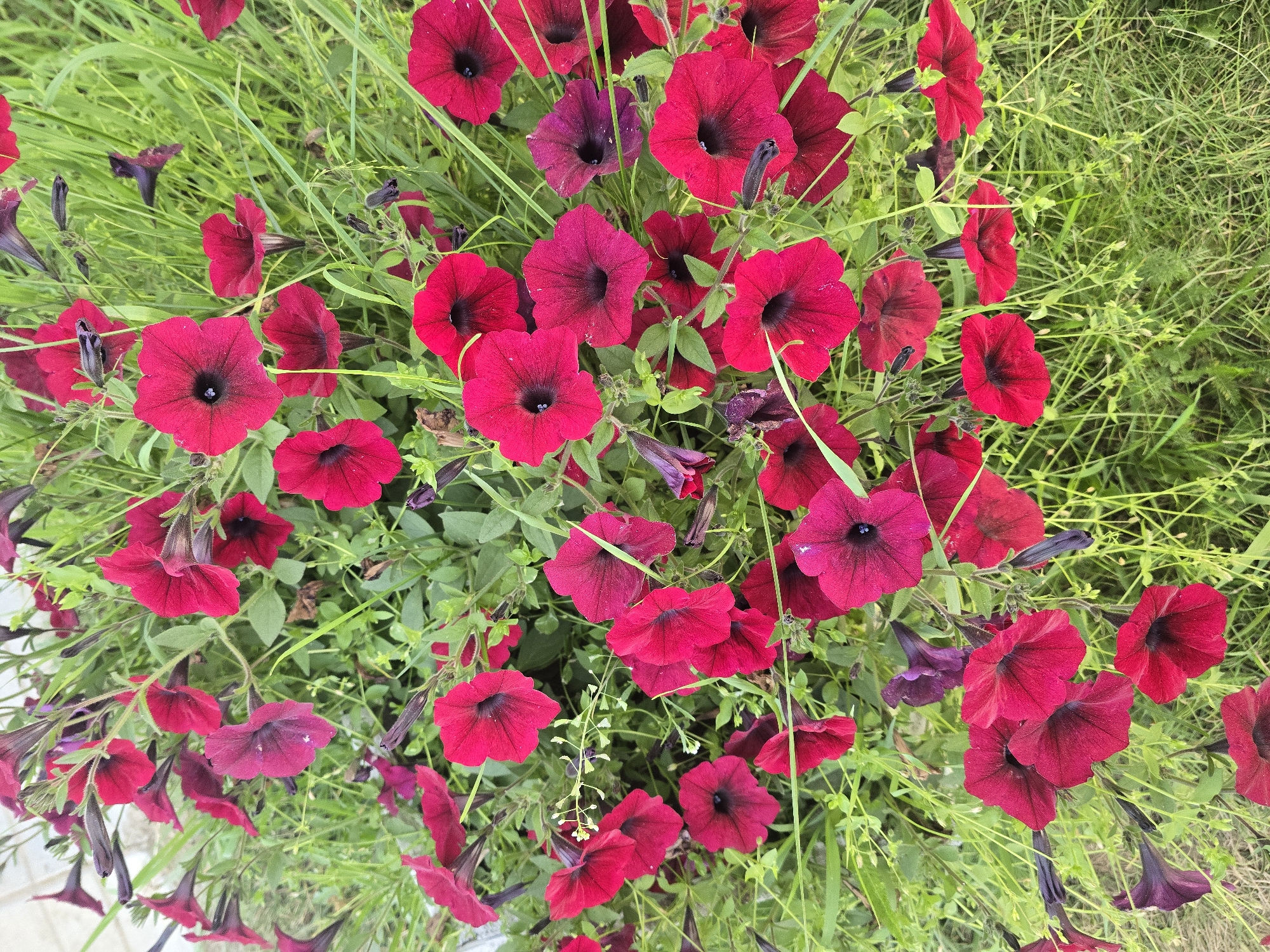 A close-up, overhead shot shows a dense cluster of dark red petunias in full bloom, interspersed with green grass and foliage. The flowers exhibit deep, velvety petals with dark centers. Some buds and wilting flowers are also visible, along with thin blades of grass and other greenery. The scene appears to be outdoors, with a slight hint of a paved surface in the upper left corner of the frame. No people or animals are present.