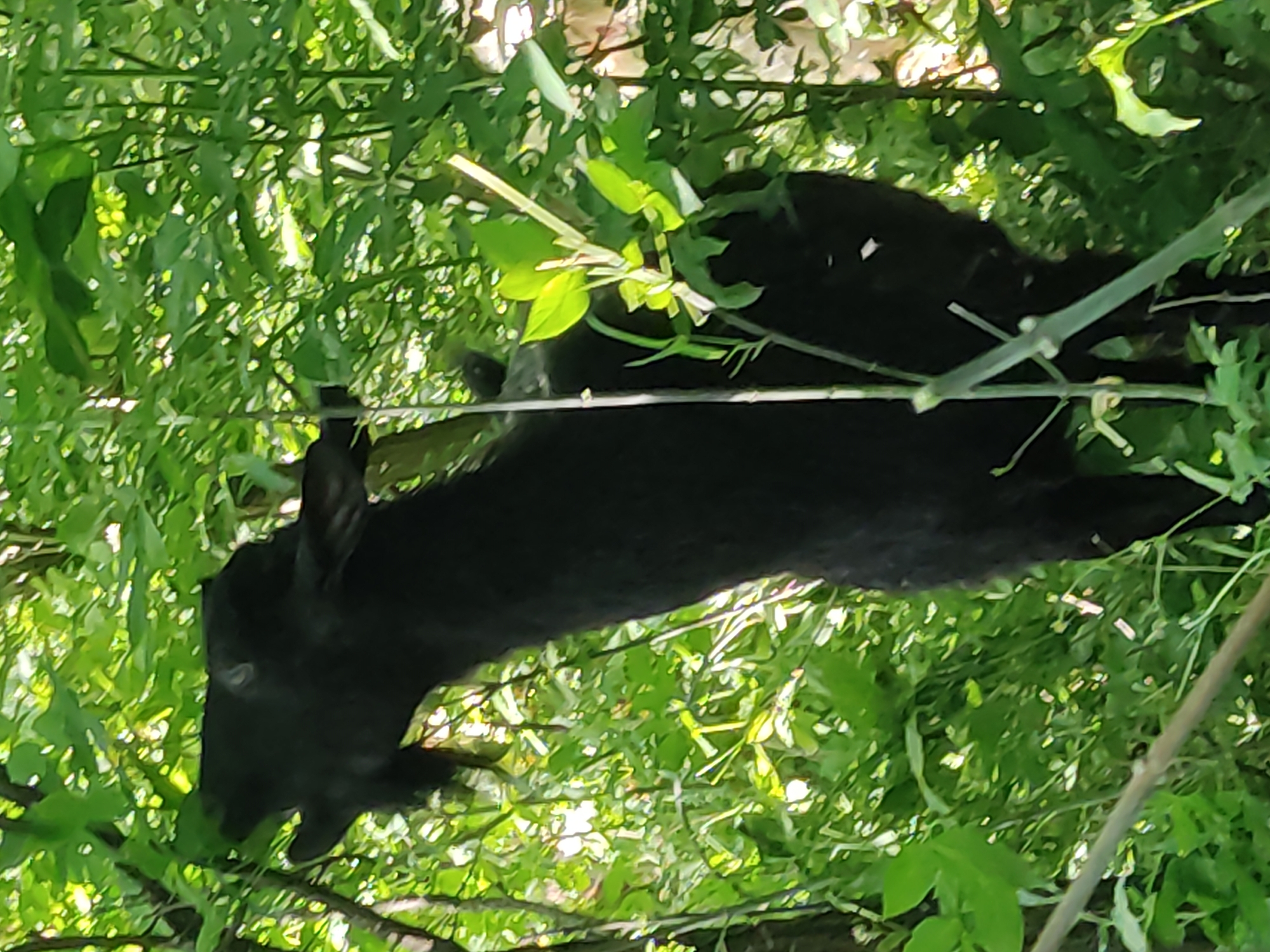 A black goat is captured in a dense, green, leafy environment in Mospyne, Ukraine. The goat is positioned centrally, with its head extended upwards and towards the left, actively browsing on the vibrant green foliage. Its mouth is open as it consumes leaves from a tree or large bush. The animal's coat is uniformly black, and a small goatee is visible below its chin. The scene is illuminated by natural daylight, with bright highlights visible on various leaves, indicating dappled light filtering through the dense canopy of a wooded area or overgrown thicket. No other subjects or objects are distinctly visible beyond the goat and the surrounding vegetation.