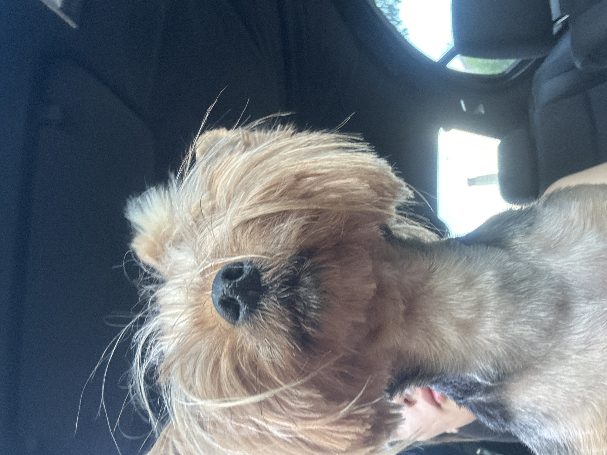 A close-up, slightly angled photo of a tan and grey dog with long, shaggy hair obscuring its eyes. The dog's black nose is prominently displayed. The background is a dark car interior with glimpses of a car sunroof. The location of Burgas, Bulgaria, cannot be determined from the provided image.
