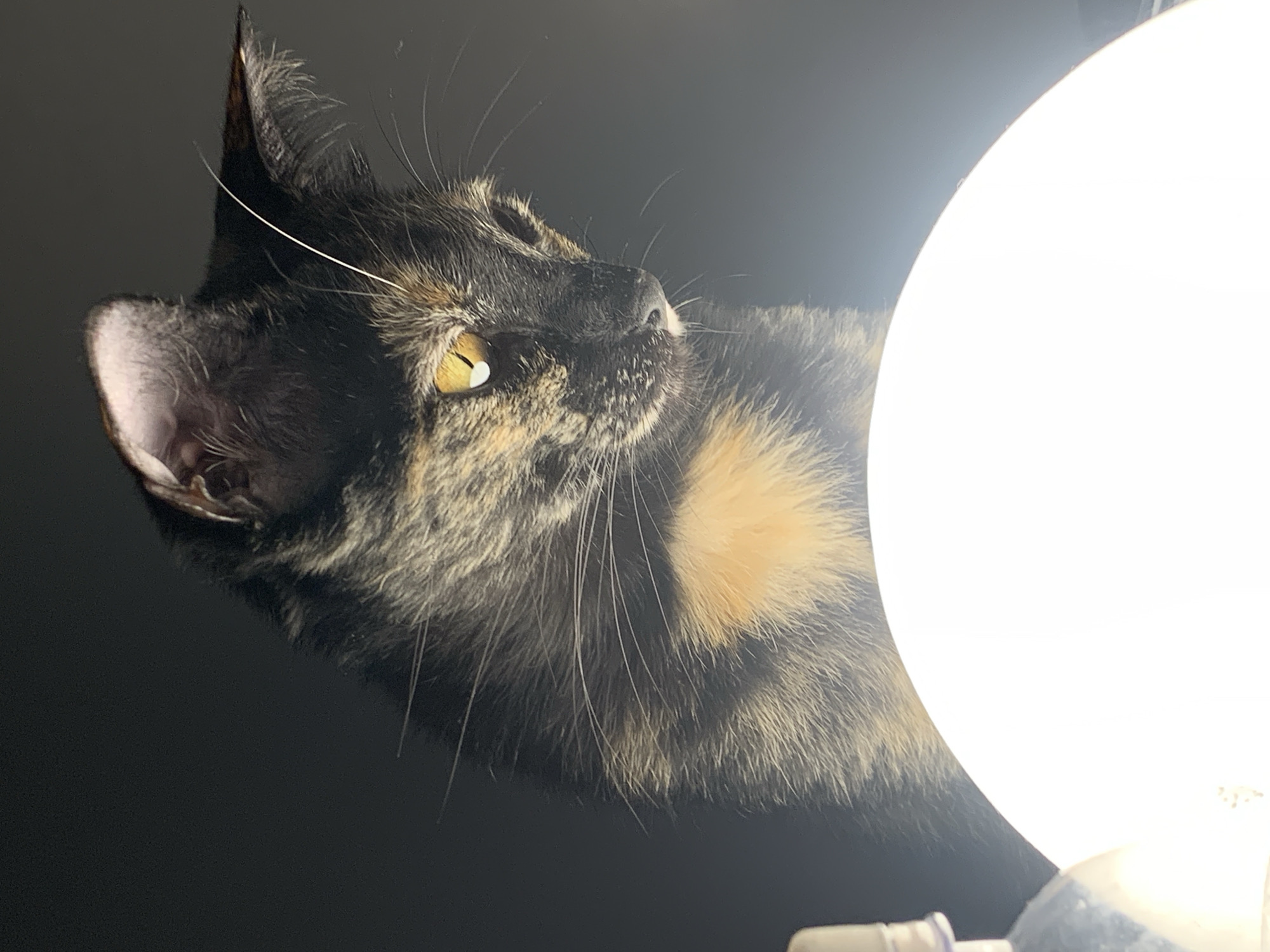 A tortoiseshell cat looks toward a bright, round light source. The cat has yellow eyes, black fur with patches of orange and brown, and long white whiskers. The background is dark, and a portion of the light fixture holding the bulb is visible at the bottom right. The location cannot be determined from the image.