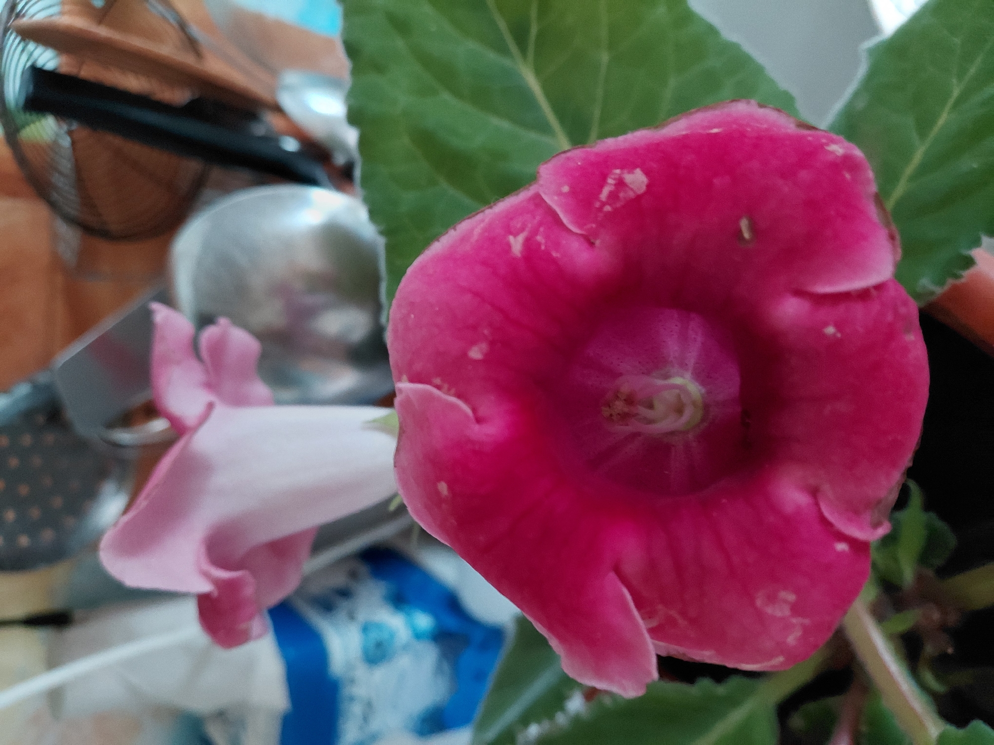 The image shows a close-up of a vibrant pink, bell-shaped flower. The flower has a ruffled edge and its interior is a darker, richer pink. A lighter pink flower is partially visible behind it. The background is blurred but suggests an indoor setting with kitchen utensils and possibly a fan visible. There are no people or animals in the image. The location is not determinable from the image and therefore cannot be specified as Старотавларово, Russia.