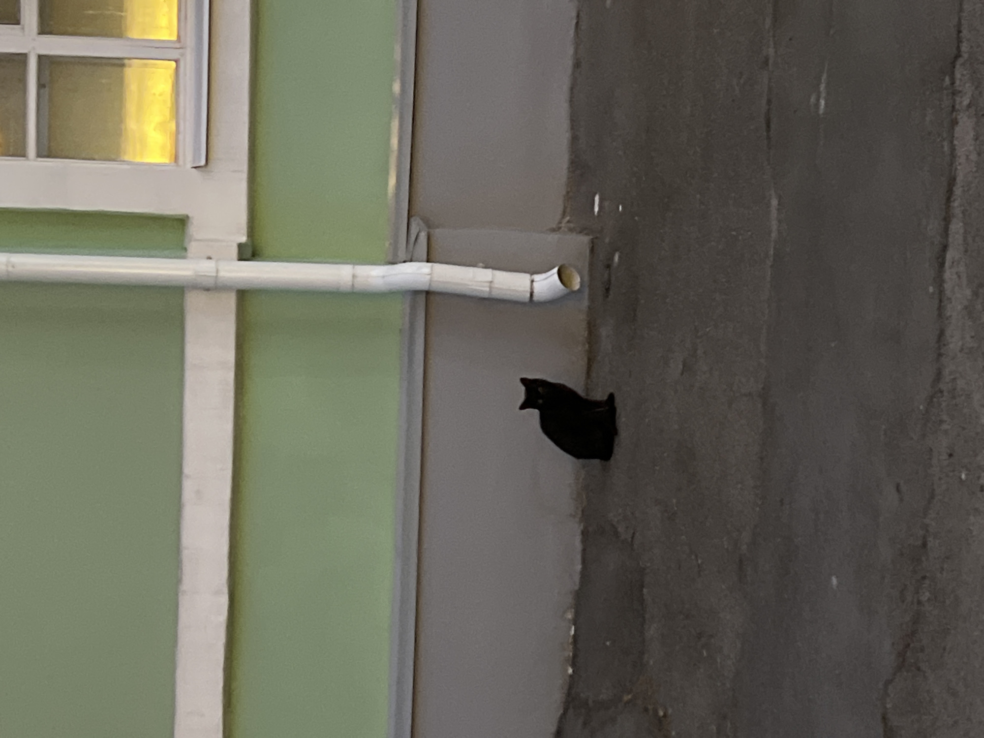 A black bird is perched on the grey concrete exterior wall of a building in Cherepovets, Russia. To the left of the wall is a pale green wall with a white window frame. A white pipe runs horizontally across the green wall, terminating near the edge of the grey wall. The window has a grid pattern and yellow light is visible inside.