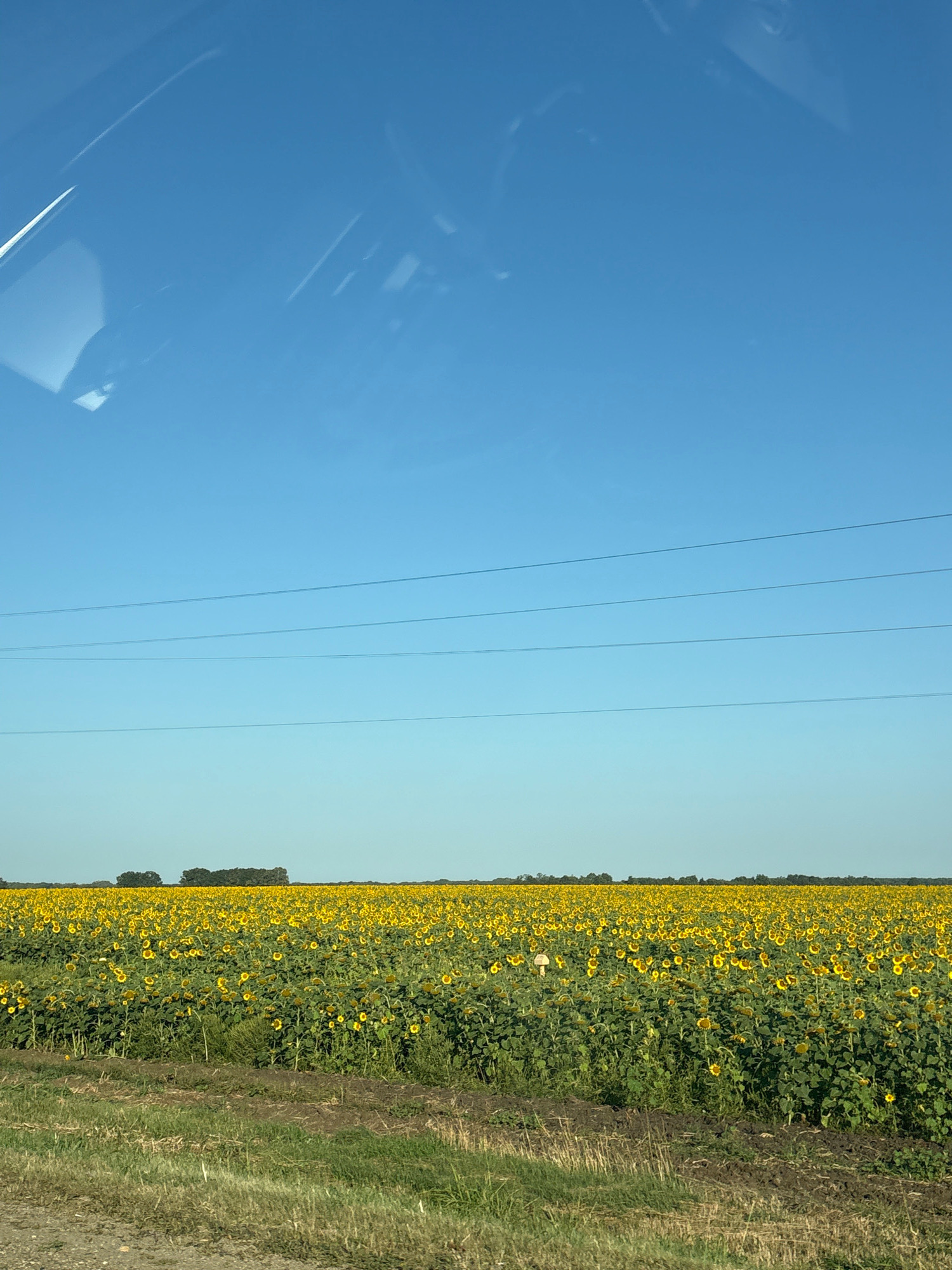 An expansive field of sunflowers stretches to the horizon under a clear blue sky. The sunflowers are in full bloom, their yellow petals vibrant against the green foliage. A few trees dot the distant treeline. Several power lines crisscross the sky horizontally. The foreground features a dirt road and patchy grass. There are no people or animals visible in the image. The scene appears to be in a rural area, possibly on the outskirts of Gabukai, Russia.