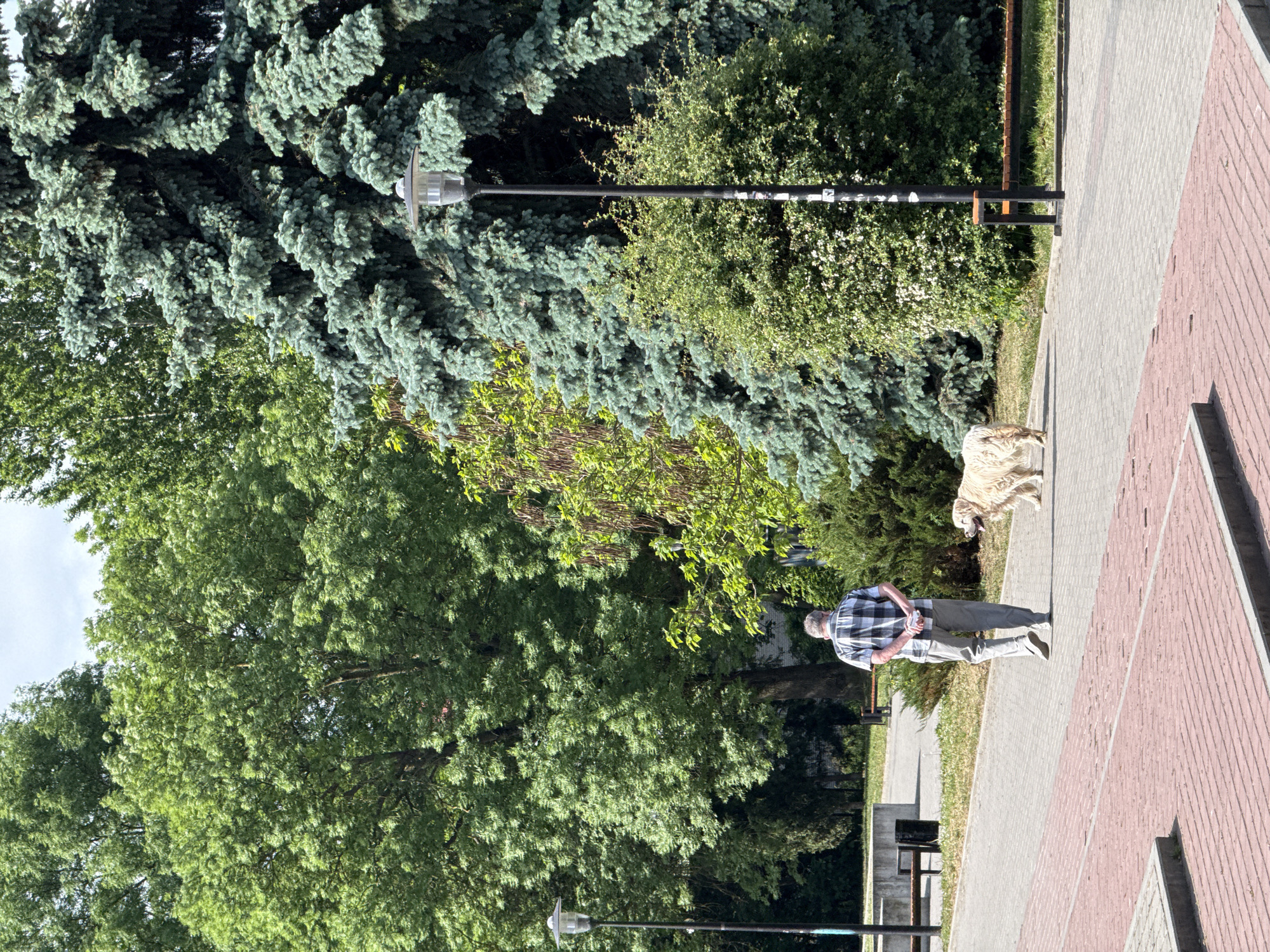 A man and a dog are walking on a paved path in a park in Ternopil, Ukraine. The man is wearing a checkered shirt and light-colored pants. He has his hands behind his back. The dog is light brown, has long hair, and is walking ahead of the man. The path is made of gray and red brick. The park has a variety of trees and bushes. There is a black lamppost with a silver lamp head. The path is lined with benches.