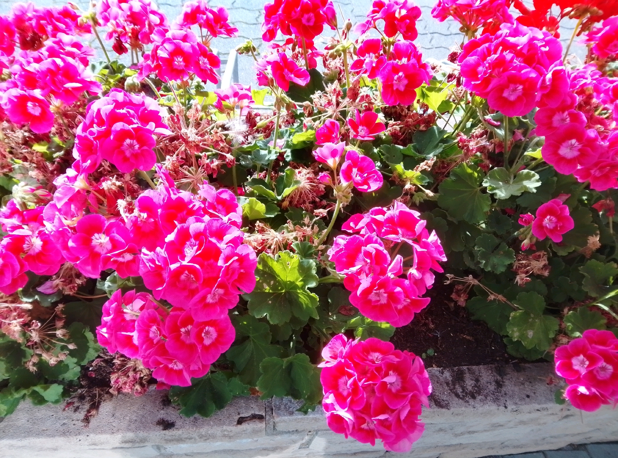 In Wedel, Germany, a planter filled with vibrant pink geraniums is showcased. The flowers are in full bloom, with clusters of petals creating a dense and colorful display. Some dried brown flower remnants are visible amongst the greenery, suggesting the natural life cycle of the plants. The planter itself appears to be constructed from stone or concrete, with a textured surface. The background is blurred, but hints of a building or fence with a light-colored surface and possibly some sky are discernible. The image focuses tightly on the floral arrangement, emphasizing its bright hues and delicate textures.