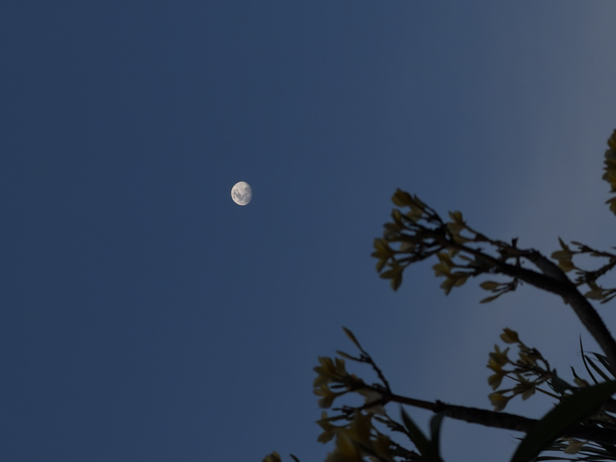 A daytime shot reveals a clear, dark blue sky. A partially illuminated moon is visible in the upper left quadrant of the image. In the lower right, branches with small, light-colored flowers are silhouetted against the sky. It is impossible to verify the location of Reforma, Mexico from only this image.