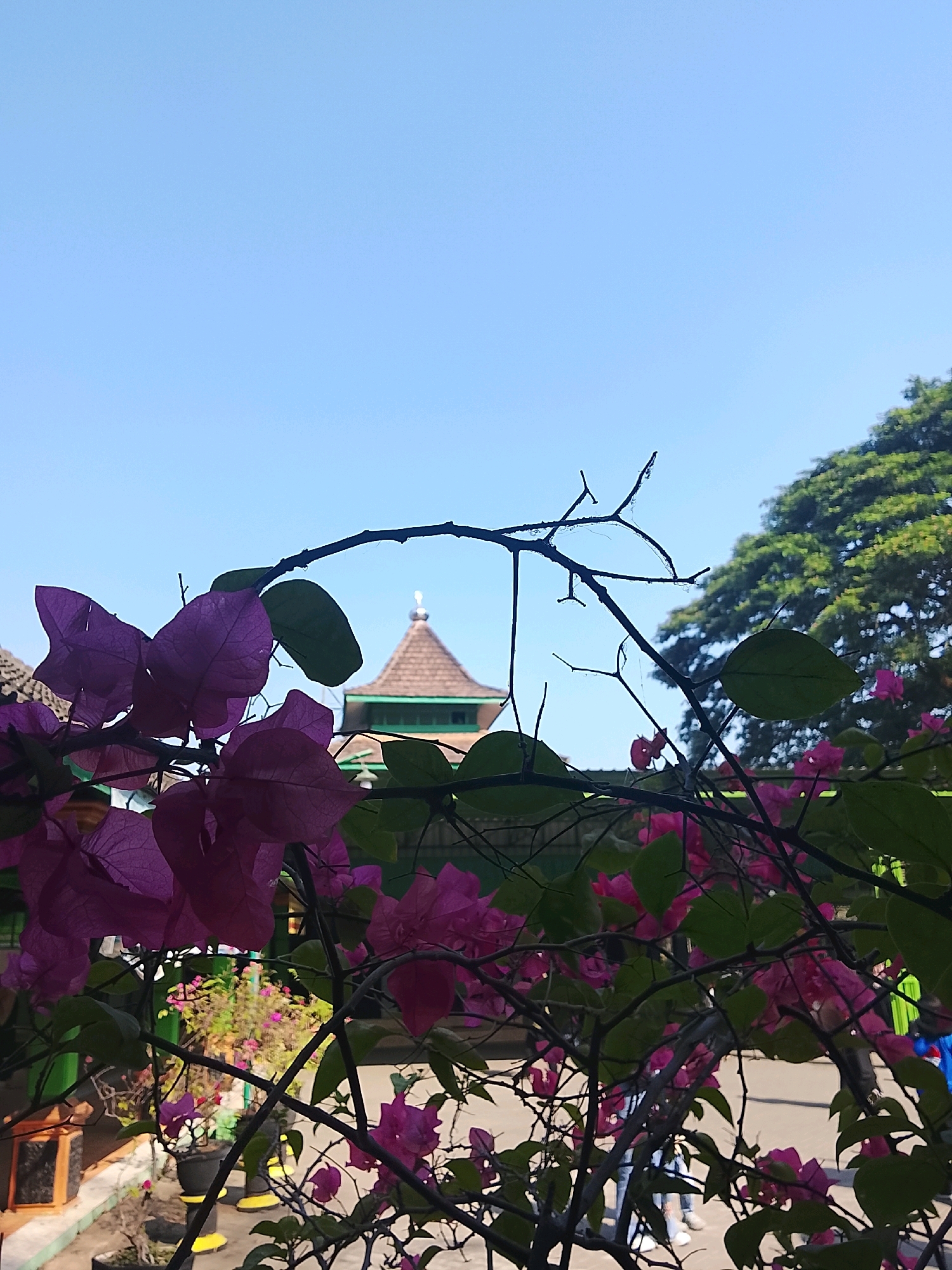 An outdoor, eye-level shot shows purple bougainvillea flowers in the foreground, obscuring the view of a building with a green roof and a white dome, likely a mosque, in Mojoagung, Indonesia. The building is situated behind the flowers, with a large green tree on the right side of the frame. The sky above is clear and blue. In the lower part of the image, there are potted plants and a glimpse of what appears to be a paved walkway with several individuals walking in the background, some wearing blue clothing.