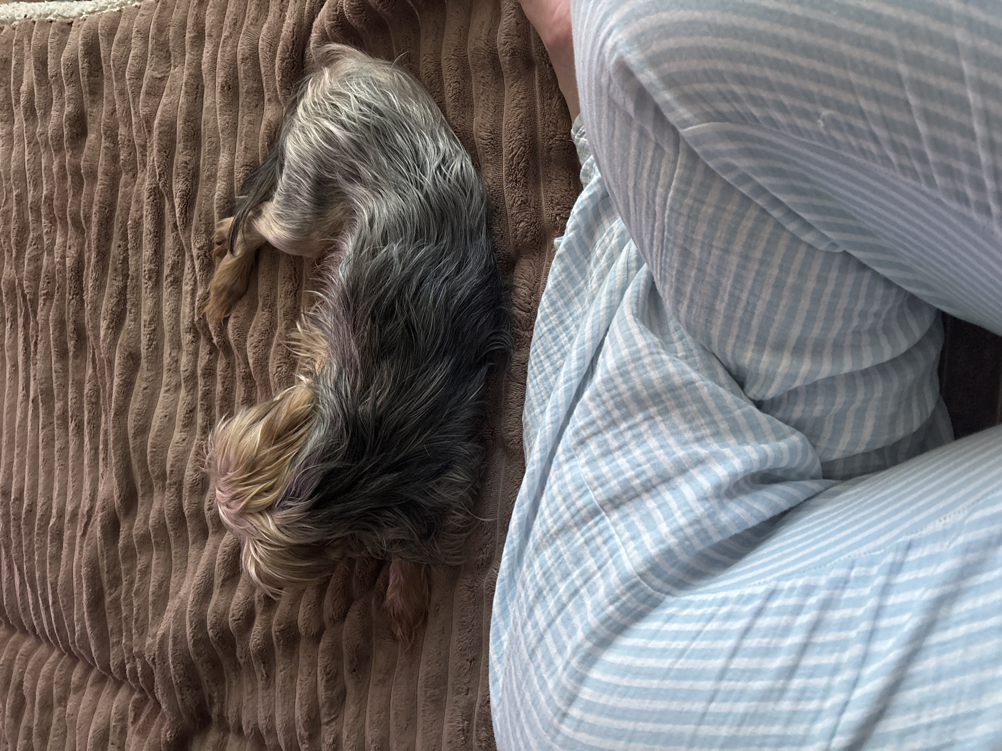 This image, taken in Chornomorskoe, Ukraine, captures a cozy indoor scene featuring a small dog and a person. The primary subject is a small, long-haired dog, likely a Yorkshire Terrier or similar breed, with a mix of grey, black, and light brown/blonde fur. The dog is curled up in a sleeping or resting position on a soft, textured brown blanket or cushion, suggesting deep relaxation. Only the dog's back and head are visible, with its face turned away from the viewer.
To the right of the dog, the lower body and legs of a person are visible, clad in light blue and white striped pajamas or loungewear. The person's posture suggests they are also relaxing, possibly sitting or lying down next to the dog. The striped fabric of the clothing has a soft, slightly crinkled texture.
The setting appears to be a comfortable indoor space, likely a living room or bedroom, given the soft furnishings and relaxed atmosphere. The brown blanket has a distinct ridged pattern, adding texture to the scene. The lighting is soft and even, suggesting either diffused natural light or gentle indoor illumination, contributing to a calm and peaceful mood. There are no overt external location cues within the image itself beyond the provided context. No text is visible in the image.
