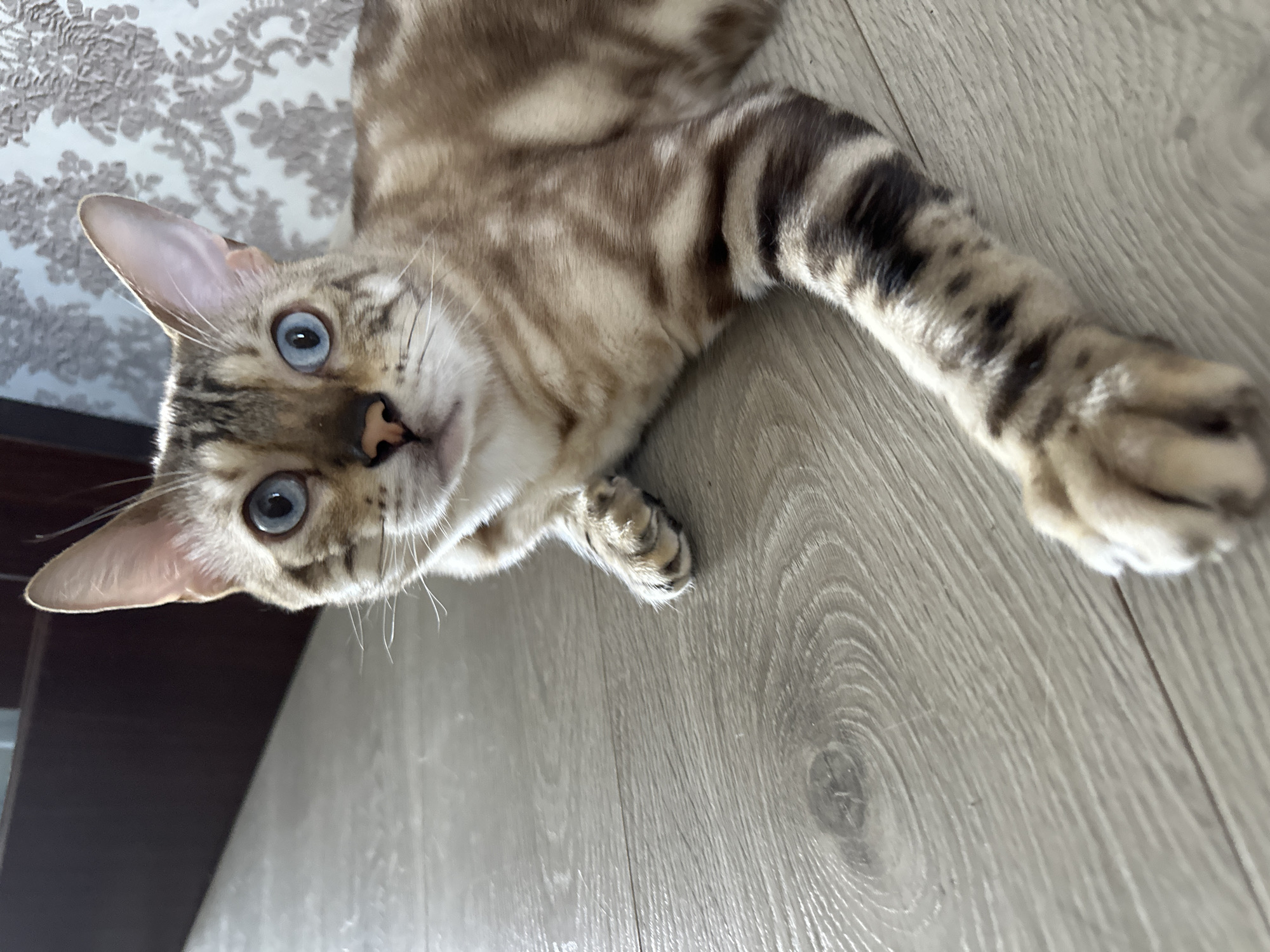 A close-up, low-angle shot shows a Bengal cat with striking blue eyes lying on a light wood-grain floor. The cat's fur has a mottled pattern of tan and dark brown stripes. Its left paw is extended forward. In the background, a dark wooden doorframe and a wall with floral wallpaper are visible. The location of Energetik, Russia is not discernible from the image.