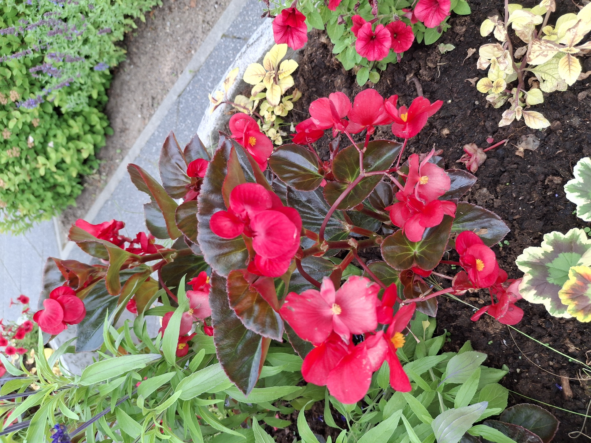 The image displays a close-up view of a flowerbed filled with vibrant red begonias. The flowers are in various stages of bloom, with some fully open and others still budding. Their petals are a rich, deep red, and some have yellow centers. The leaves of the begonias are a dark, glossy green with reddish undersides, providing a striking contrast to the bright flowers.
Interspersed with the begonias are other plants, including greenery with long, slender leaves and a plant with yellow and green variegated leaves. In the background, a patch of smaller purple flowers and green foliage can be seen. The soil in the flowerbed is dark and appears moist. A portion of a concrete border lines the edge of the flowerbed.
The scene is outdoors, likely in a garden or park, given the presence of multiple plants and the flowerbed setting. The lighting suggests it is daytime, possibly a sunny or overcast day, with soft shadows. There are no people or animals visible in the image, and no text is present. The overall impression is one of lush, colorful floral growth.