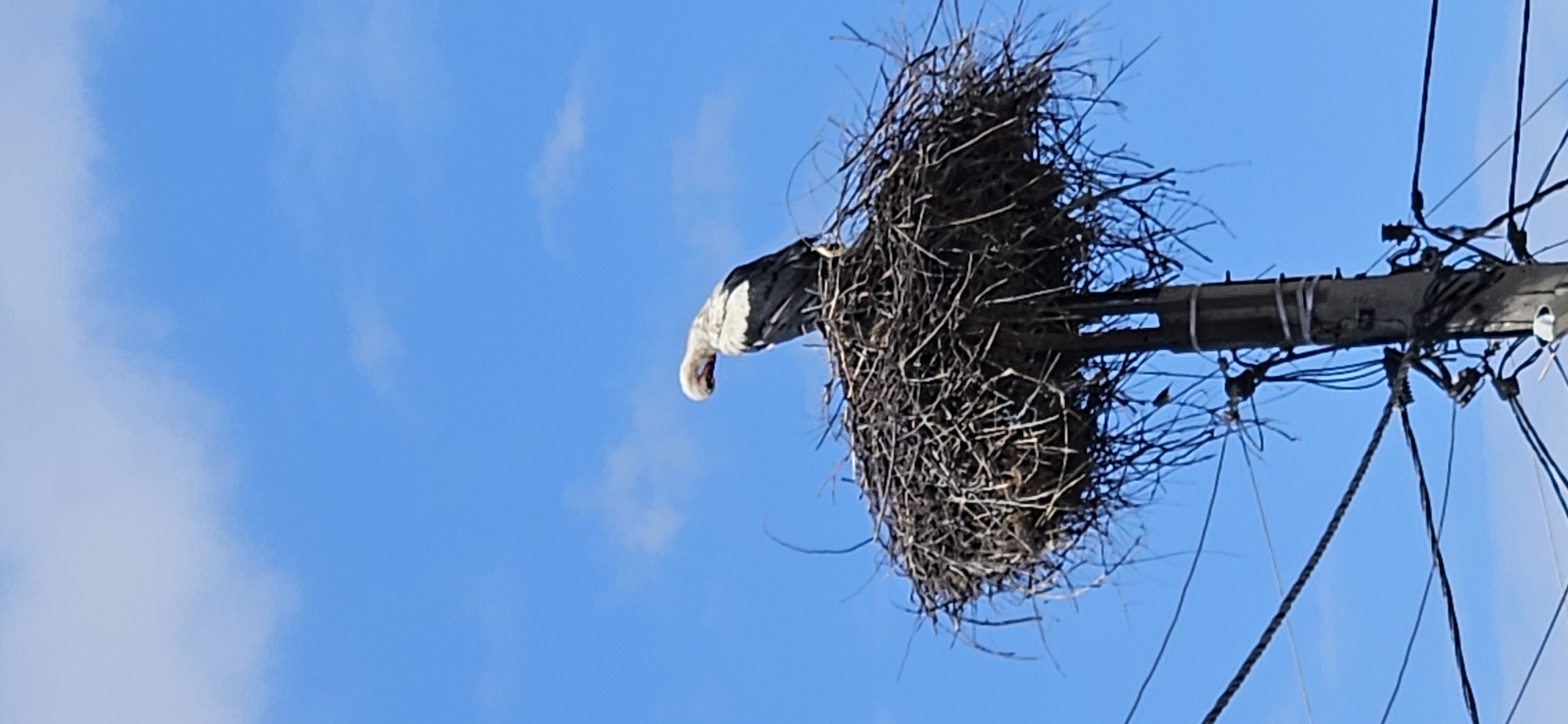 A stork is in its nest on top of a utility pole. The nest is made of sticks and branches. The sky is blue with some clouds. The utility pole has wires and other equipment attached to it. The location is Blagoevgrad, Bulgaria.