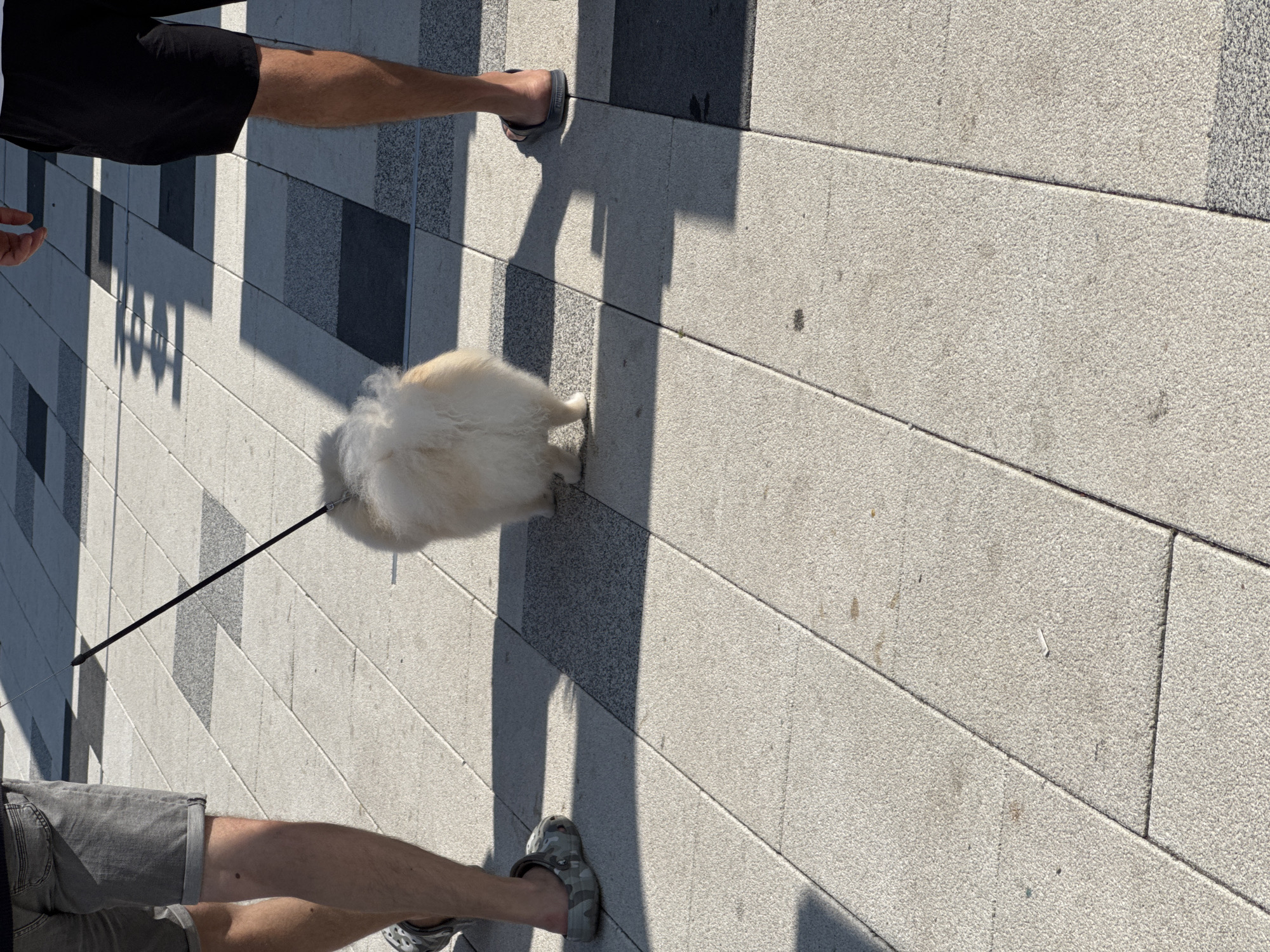 Two individuals, viewed from the knees down, are walking on a paved outdoor area. One person is wearing grey denim shorts and camouflage patterned clogs. The other person is wearing black shorts and black slides. A small, fluffy, cream-colored dog is on a leash, being walked between them. The ground is made of large, rectangular concrete tiles with a checkered pattern of darker grey tiles interspersed. Shadows are cast across the pavement, suggesting a sunny day. The scene is devoid of any specific landmarks that would indicate the city of Borisovka, Russia.