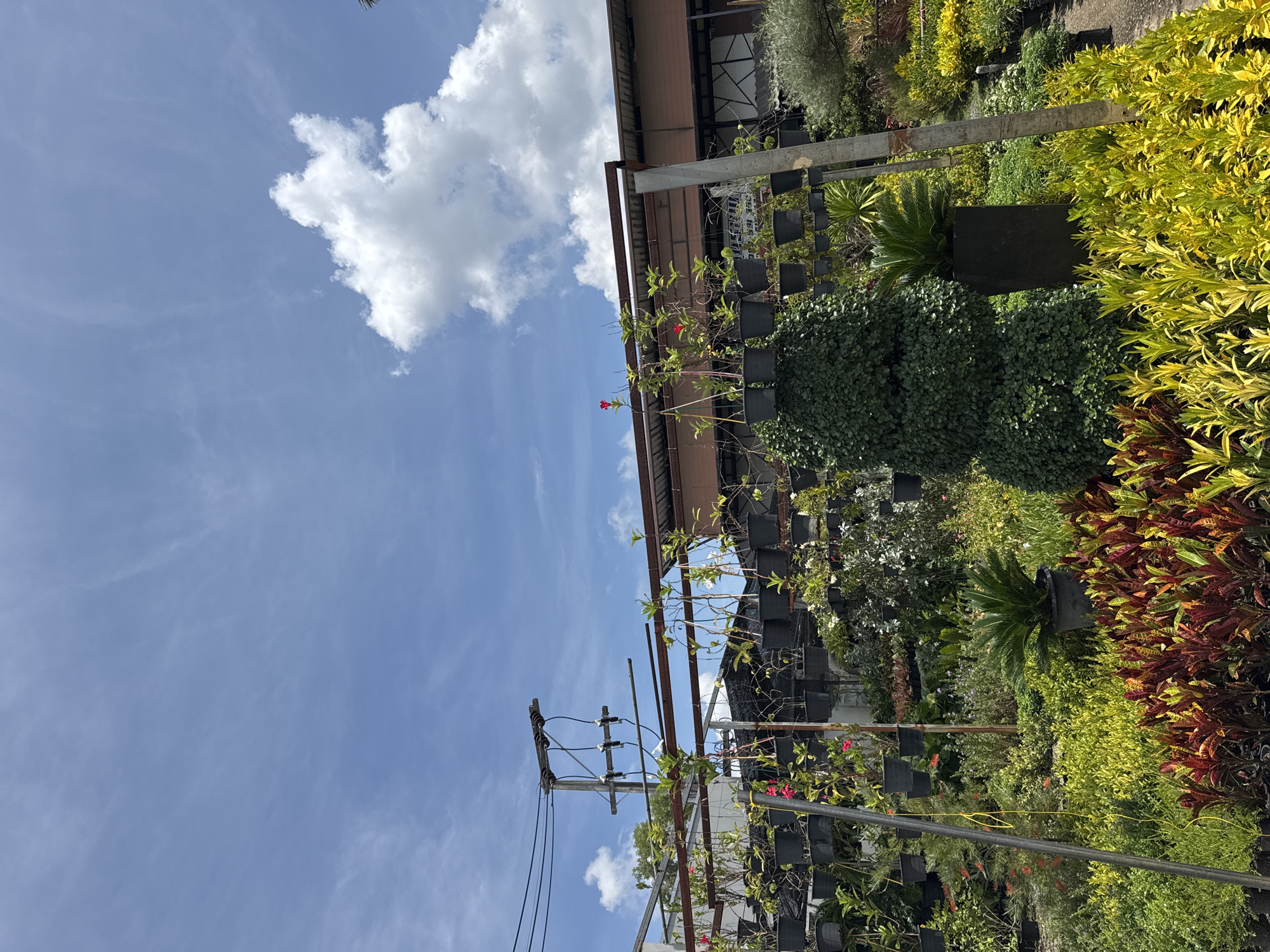 This image depicts an outdoor plant nursery in Kathu, Thailand, under a bright, partly cloudy sky. Rows of potted plants, predominantly small trees and shrubs with vibrant green and yellow foliage, are arranged in the foreground. Larger potted plants, including a conical topiary and a potted palm, are also visible. Overhead, a structure with metal framing supports numerous hanging potted plants, some with red flowers. Electrical wires and a utility pole are present in the upper left portion of the image, indicating proximity to infrastructure. The background features a building with a corrugated metal roof and wooden siding, suggesting commercial development. The scene is static, with no people or animals present.