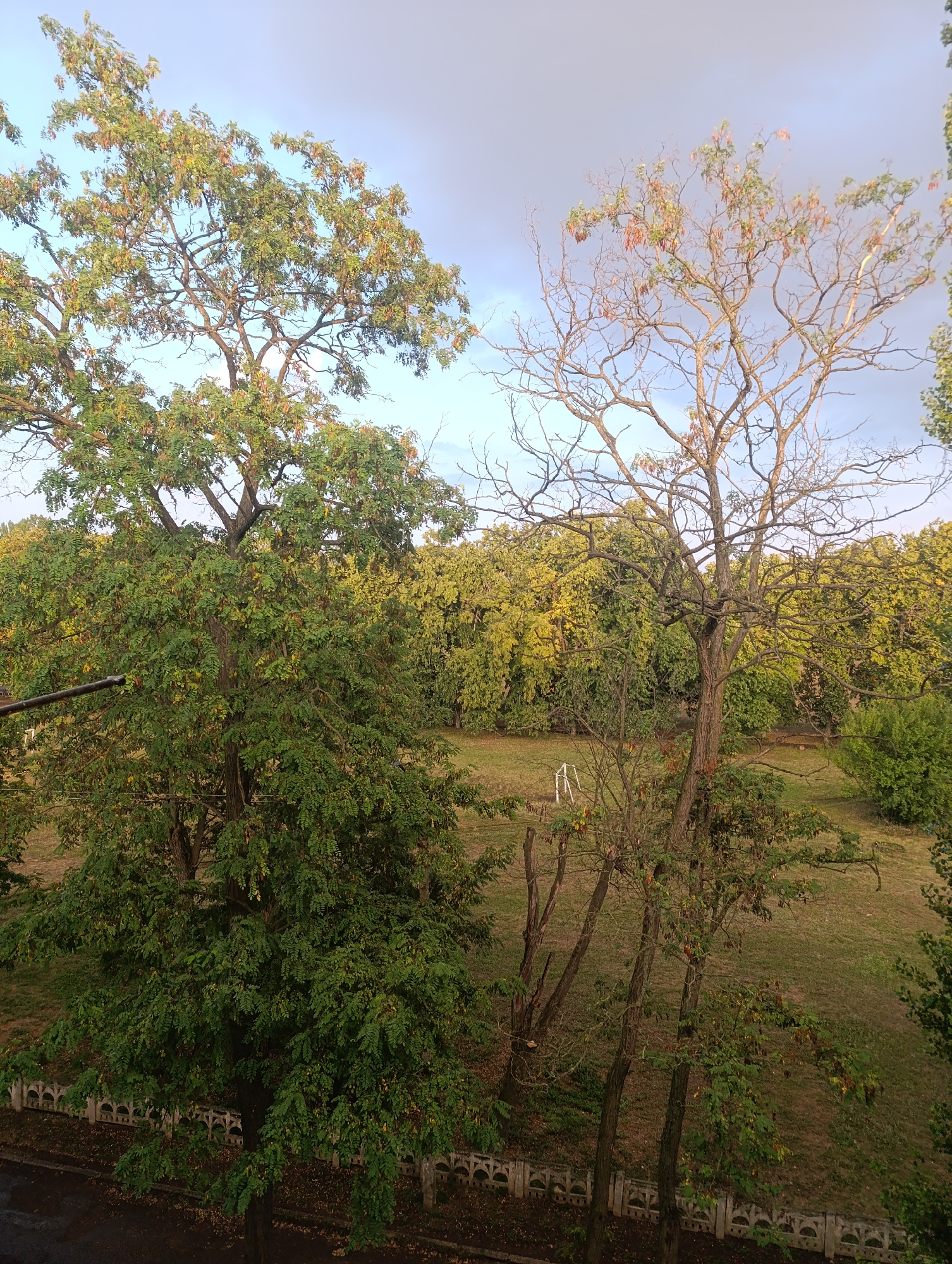 The image captures a view from an elevated position looking out over a yard with a line of trees. Two large trees dominate the foreground, one on the left with lush green leaves and another on the right that is mostly bare with a few scattered leaves. In the background, a dense line of trees with yellow and green foliage forms a backdrop. A white, semi-circular decorative fence runs along the bottom edge of the yard, separating it from a paved area. The sky above is a mix of light blue and grey clouds. The overall impression is that of an urban landscape during autumn. This scene is located in the city of Zlatopil, Ukraine.