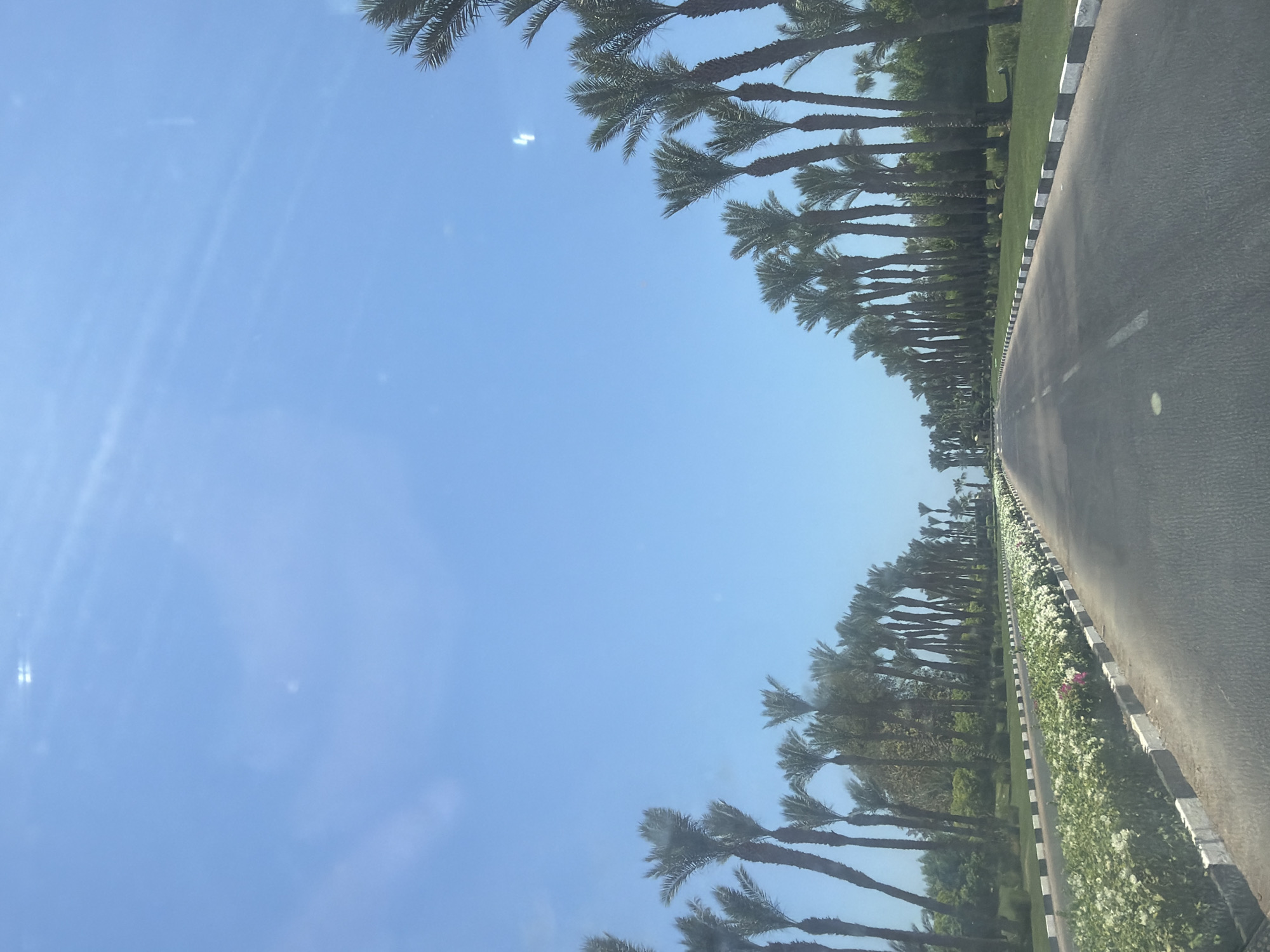 The image depicts a road lined with numerous palm trees on both sides, creating an avenue effect. The road is paved and appears to be a two-lane road, with a white dashed line marking the center. A strip of lush green grass is visible between the road and the palm trees, bordered by a low concrete curb with alternating black and white markings. In the foreground, along the right side of the road, there is a flowerbed with abundant white and some pink flowers. The sky above is a clear, bright blue with a few wispy clouds. The scene suggests a tropical or subtropical environment, consistent with a resort or coastal area like Sharm El Sheikh, Egypt, known for its palm-lined roads and sunny climate. There are no people or vehicles visible in the frame, making it a tranquil, almost deserted scene. The lighting indicates it is daytime, likely mid-morning or early afternoon due to the bright sun and clear sky.