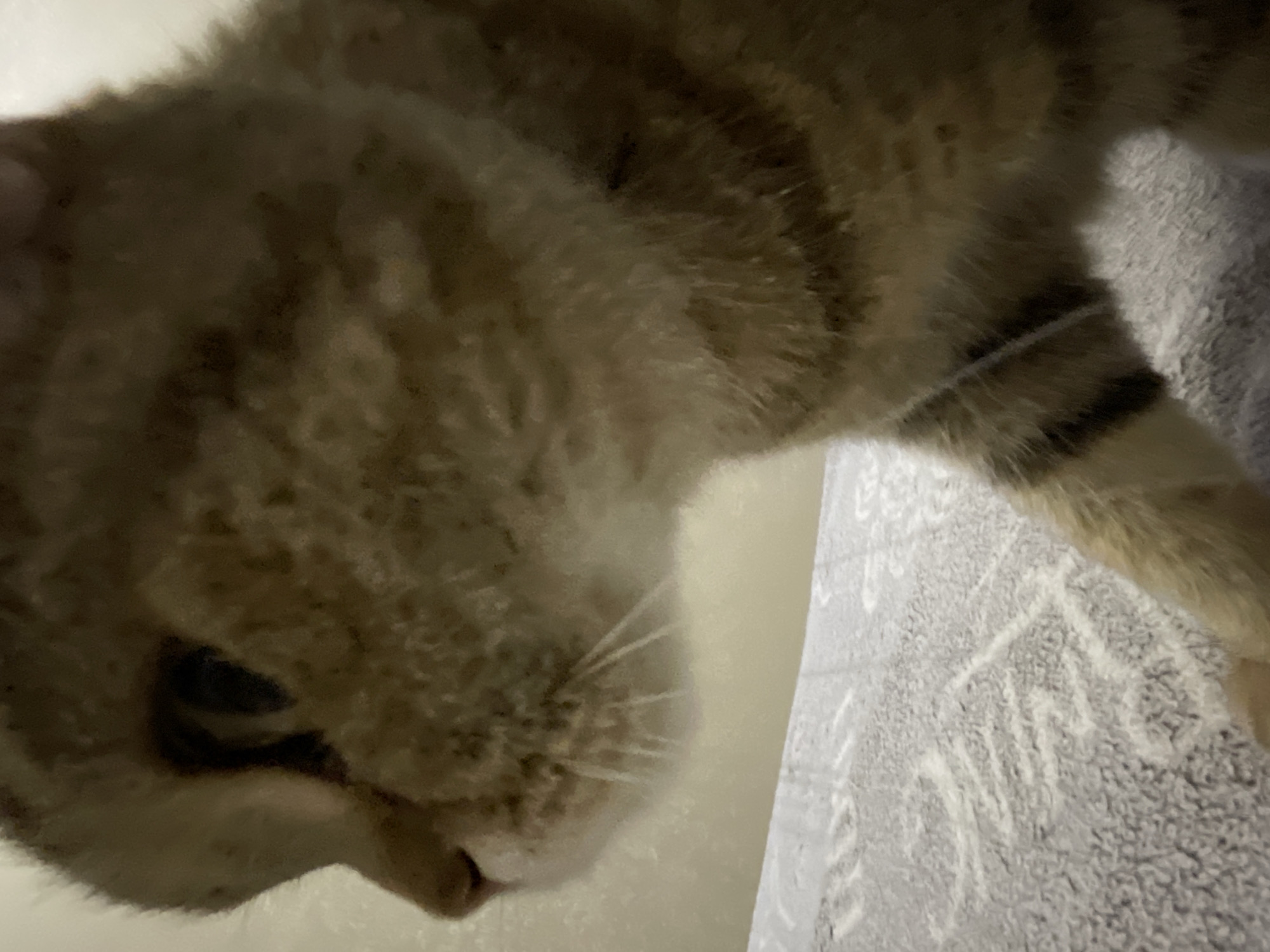 A close-up, low-angle shot shows the side profile of a tabby cat's face and front paws. The cat has tan fur with darker brown stripes and a light-colored nose. Its left eye is visible and appears dark. The cat is positioned in the foreground, walking on a textured, light-colored surface with a patterned design, possibly a rug or blanket. The background is a plain, light-colored wall. The lighting is dim, creating a slight blurriness throughout the image.