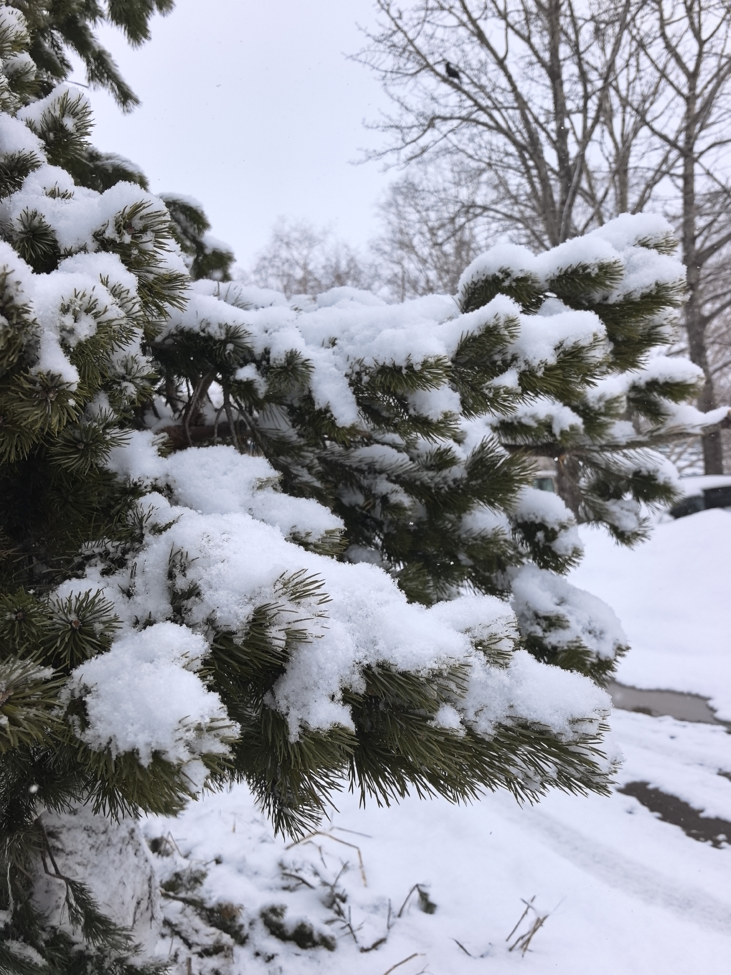 The image depicts a snow-covered pine tree branch in an urban environment in Unknown, Unknown. The branch is laden with a thick layer of fresh snow, obscuring most of the green needles. In the background, bare trees and a snow-covered landscape are visible. There is a dark bird visible in one of the bare trees in the background. A road and parked cars are slightly visible in the background. The sky is overcast and appears to be a winter day.