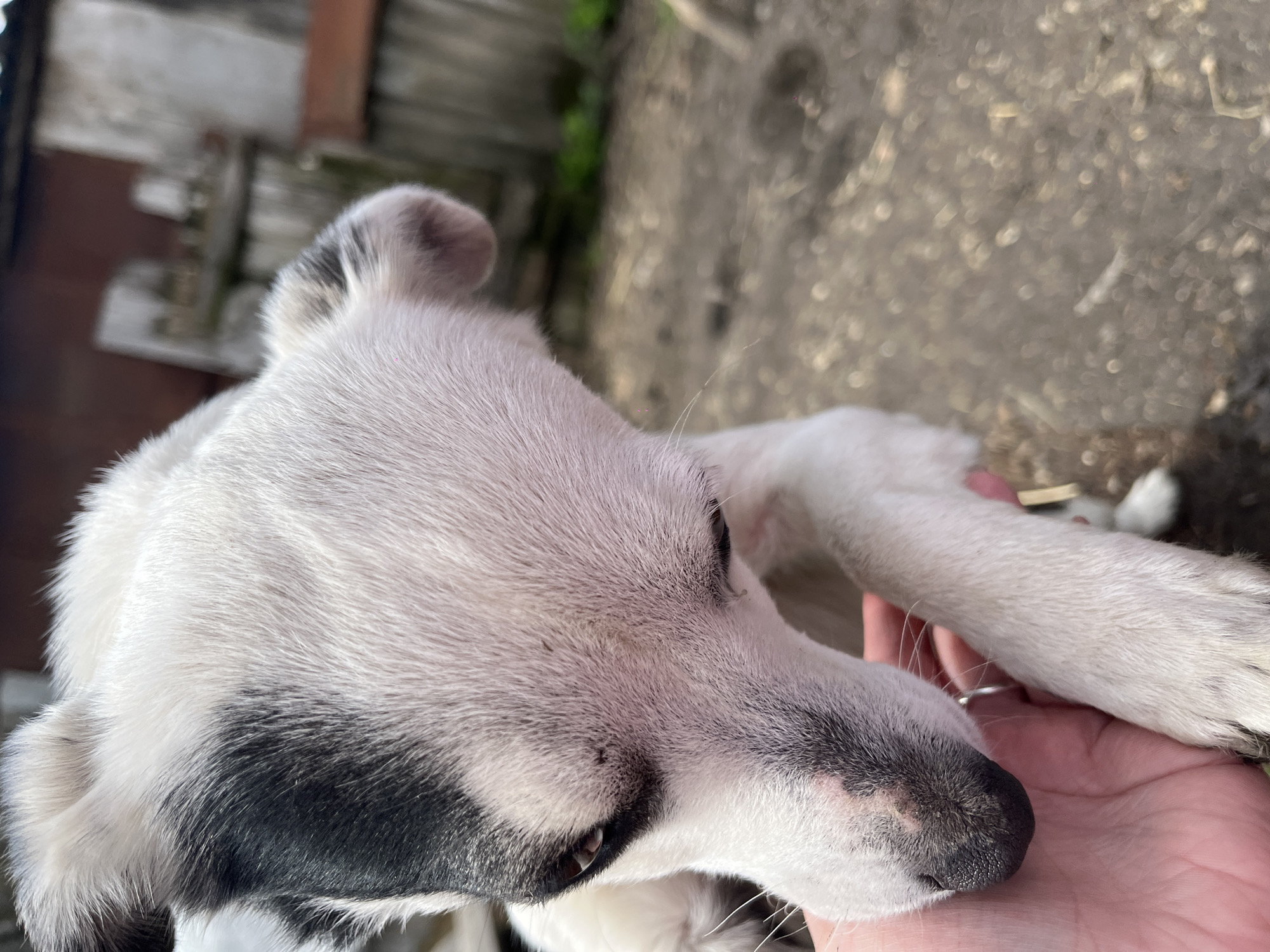 A close-up photograph shows the head and paw of a white and black dog resting on a person's hand. The dog's fur is predominantly white, with black markings around the eye and ear. The person's hand is fair-skinned and wears a silver ring on one finger. The background includes a blurred view of a wooden fence and a dirt ground. The image was taken in Novopokrovskaya, Russia.