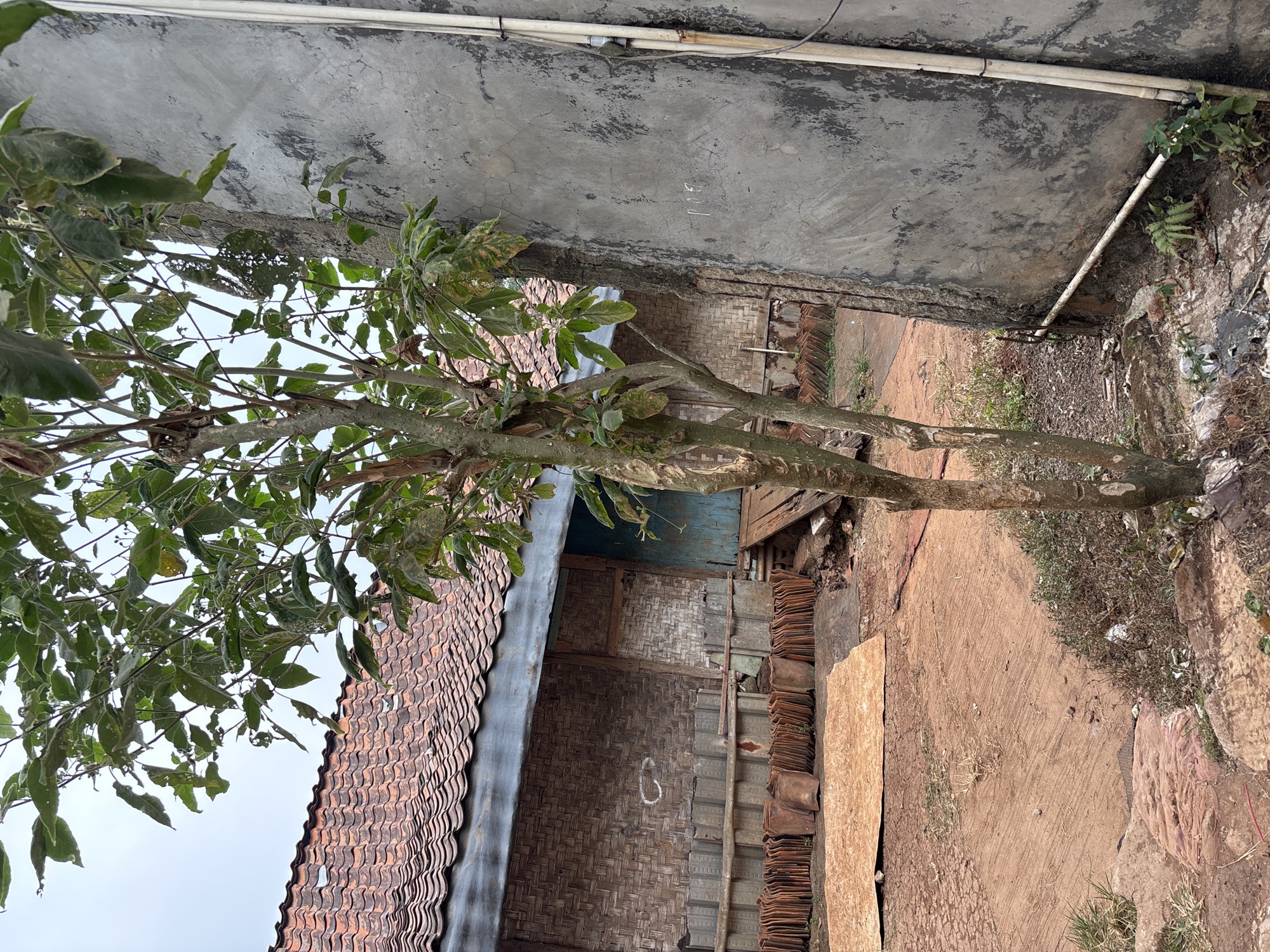 The image depicts an outdoor scene with a focus on the exterior of a building and its surroundings. A young tree with green foliage and sparse brown leaves stands in the foreground, its trunk textured and somewhat gnarled. To the right of the tree, a rough, concrete wall dominates the frame, showing signs of wear and tear, with a white pipe attached vertically to its surface. The wall is cracked and discolored in patches.
Behind the tree, a traditional-looking building is visible. It features a tiled roof with orange, curved tiles and a dark blue overhang. The walls of the building are constructed from woven bamboo mats, with wooden framing elements. In front of the building, a collection of unglazed terracotta roof tiles are neatly stacked. Further to the left, a flat, brownish-orange material, possibly plywood or compressed fiberboard, lies on the ground, along with patches of reddish-brown soil. The ground is uneven and appears to be a mix of soil, gravel, and some sparse vegetation.
The overall impression is one of an undeveloped or semi-rural area, possibly a backyard or an area undergoing construction or renovation, given the presence of the stacked roof tiles and the raw building materials. The sky above is overcast, suggesting a cloudy day. No people are visible in the image. The scene appears to be located in Taman Rahayu, Indonesia, as per the provided context.