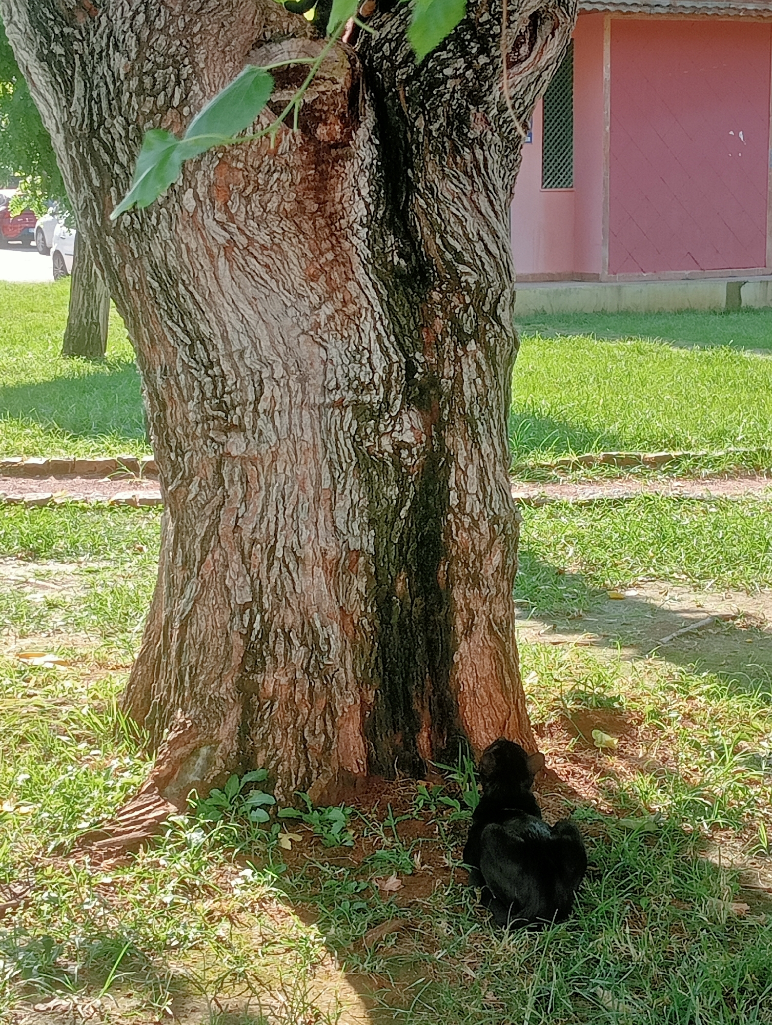 A black dog sits on the grass at the base of a large tree in a park. The dog is facing away from the camera, with its head lowered. The tree has rough bark and several green leaves are visible on its branches. In the background, a pink building with a green-grated window can be seen. The ground is covered in green grass and some bare earth around the tree trunk. The scene appears to be in a public park, potentially in Antalya, Turkey, given the presence of typical park vegetation and architecture.