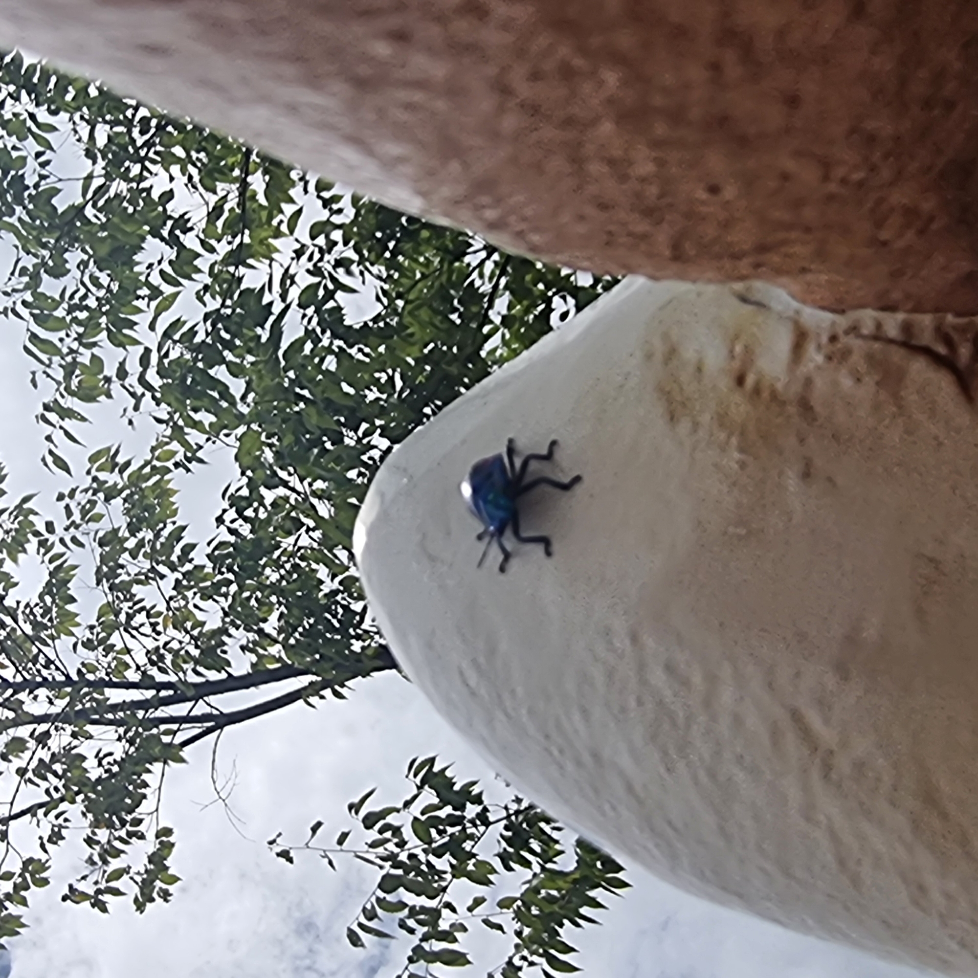 An extreme low angle, close-up shot shows a dark blue beetle with iridescent highlights on its shell crawling on a large, rounded, light-colored object. The beetle is positioned on the left side of the frame, facing right. Its legs are splayed out as it moves across the textured surface. In the background, out of focus, are the green leaves and dark branches of a tree against a cloudy sky. To the right of the light-colored object, a portion of a reddish-brown, textured surface is visible, also out of focus. The scene appears to be outdoors.