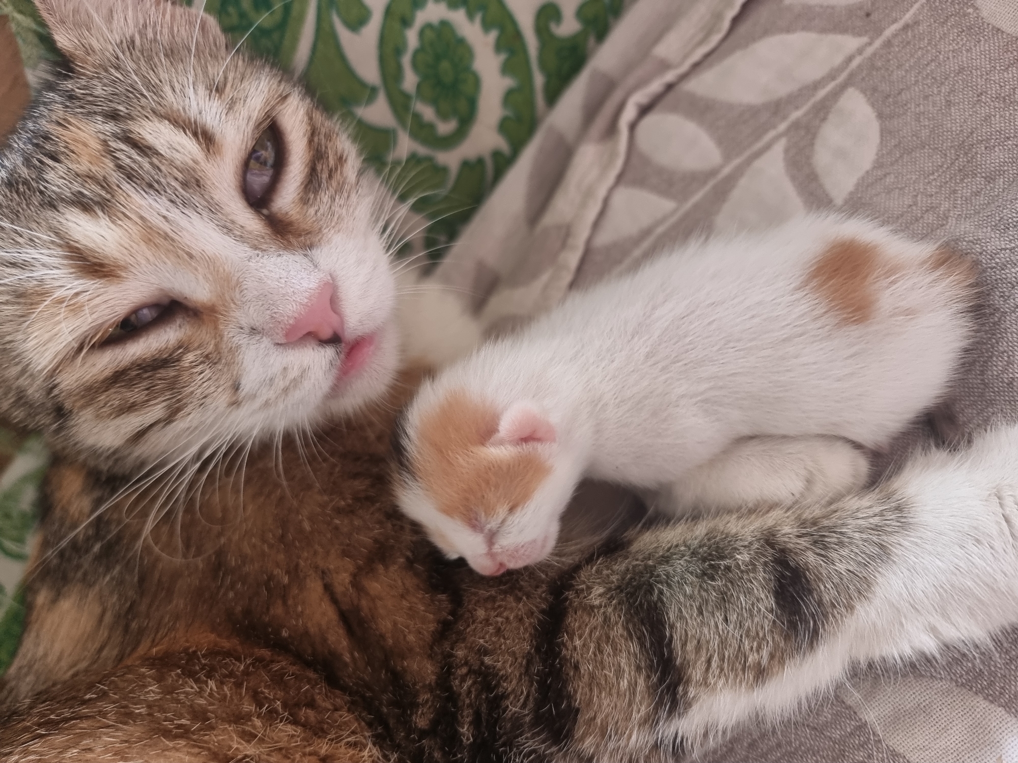 The image shows a close-up view of a mother cat and her newborn kitten. The mother cat is a tabby with brown, black, and white markings. Her eyes are partially closed, and her tongue is slightly visible. The kitten is predominantly white with patches of orange and brown on its head and back. It is curled up, nestled against its mother's fur. They are resting on a textured surface, possibly a blanket or bed, with a green patterned fabric visible in the background. The setting appears to be indoors. There is no information in the image to indicate the location as Copanca, Moldova.