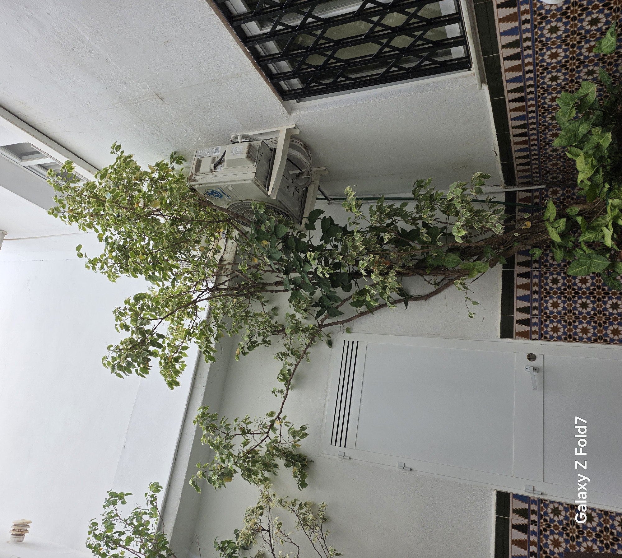 The image presents an indoor scene within a building in Marbella, Spain. The composition is dominated by a ficus tree positioned against a white wall. The tree's branches extend horizontally, obscuring parts of a wall-mounted air conditioning unit and a white door. The upper portion of the scene features a barred window, and a decorative tile border runs along the right edge of the wall. The lighting appears to be natural, with shadows cast by the tree branches. There are no people present in the image. The image features the watermark "Galaxy Z Fold7".