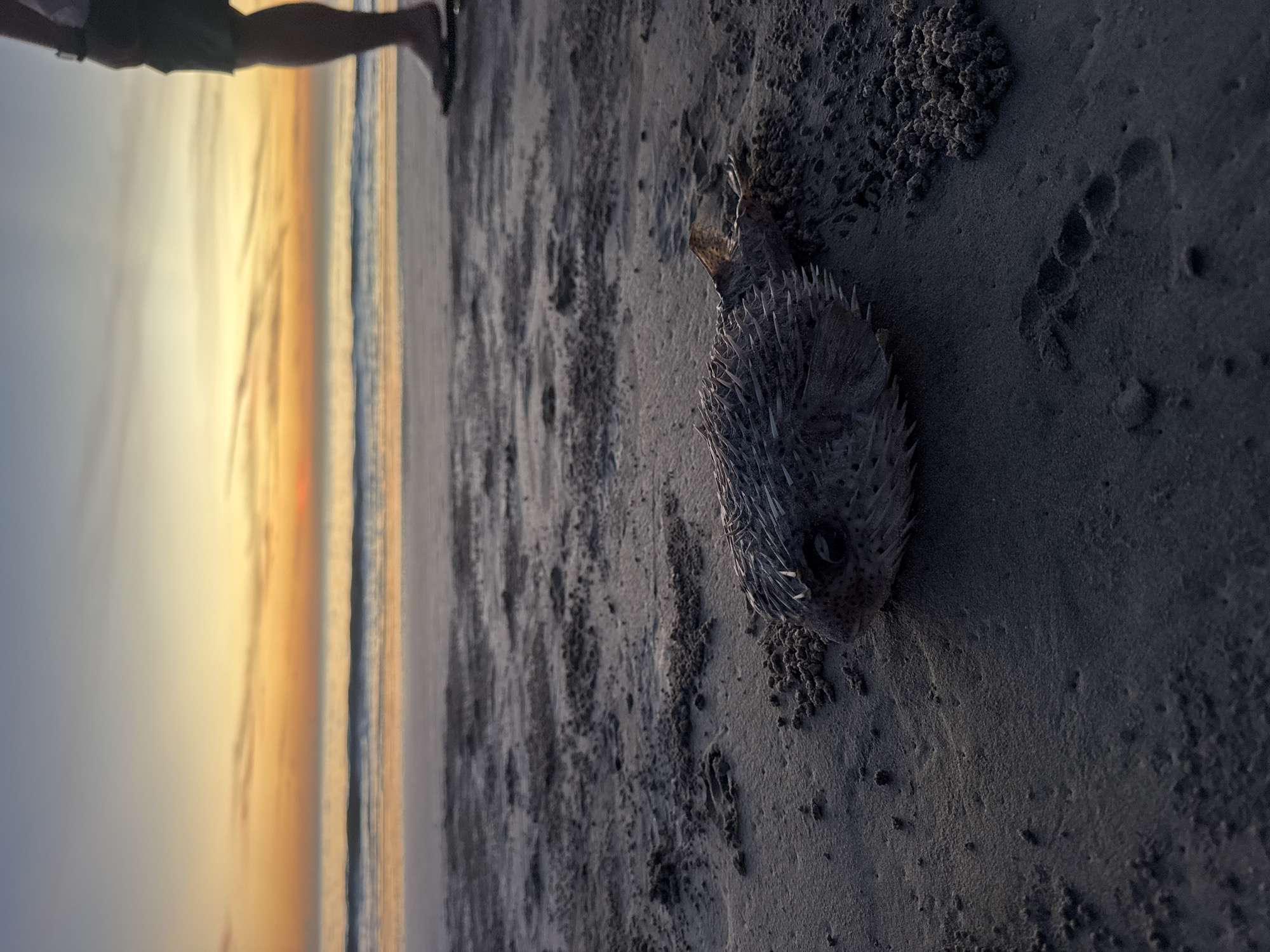 A beached, inflated pufferfish lies on the sand at Kuta Selatan, Indonesia. The fish, covered in spines, is positioned on dark, damp sand near the water's edge. To the left of the frame, the ocean stretches towards a horizon illuminated by the colors of sunset. A partial view of a person's legs is visible at the top-left corner.