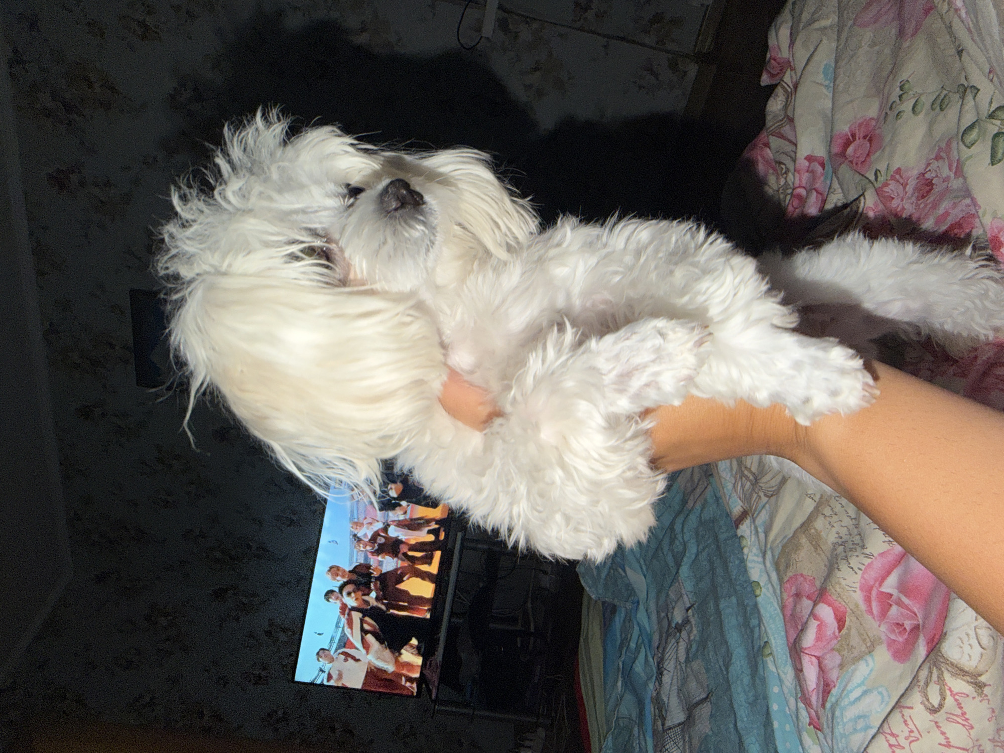 A white fluffy dog is held up by a person's arm in front of a television screen displaying a group of people. The dog is positioned in the foreground, with its face turned to the right, looking away from the camera. The person's arm, tanned and bare, supports the dog. The television screen shows a bright image of several individuals, some in matching outfits, on what appears to be a stage or performance area. Behind the television, the wall has a dark, patterned wallpaper. The lower part of the image shows a bed with patterned sheets featuring roses and script text. The scene appears to be indoors, likely in a residential setting, potentially in Partenit, Ukraine, given the information provided about the location.