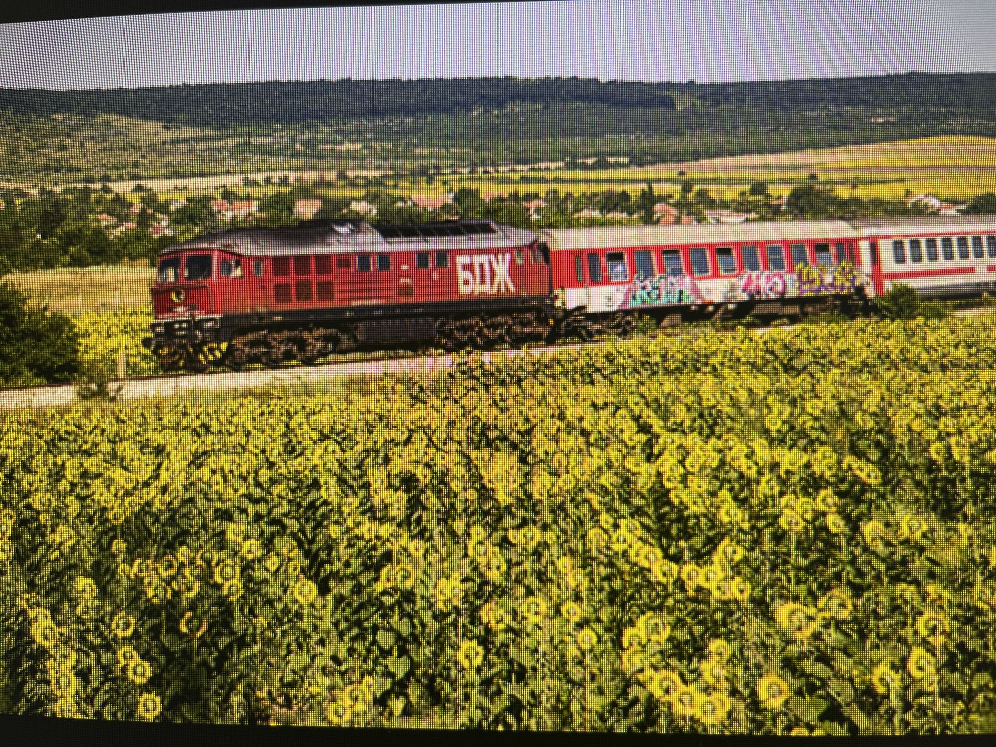 A red and white train with graffiti travels through a field of sunflowers. The train appears to be a locomotive followed by passenger cars. The locomotive is predominantly red with black accents, and has the Cyrillic letters "БОЖ" painted on its side in white. The passenger cars are white with red stripes along the windows and are covered in colorful graffiti. The train is moving on tracks that run alongside the dense field of sunflowers, which fill the foreground of the image. In the background, a rural landscape is visible with rolling green hills, scattered houses, and trees. The sky is clear and appears to be daytime, with bright sunlight casting shadows. The overall scene depicts a rural landscape with a train passing through a vibrant sunflower field. It is not possible to determine the specific location in Varna, Bulgaria based on the provided image alone.