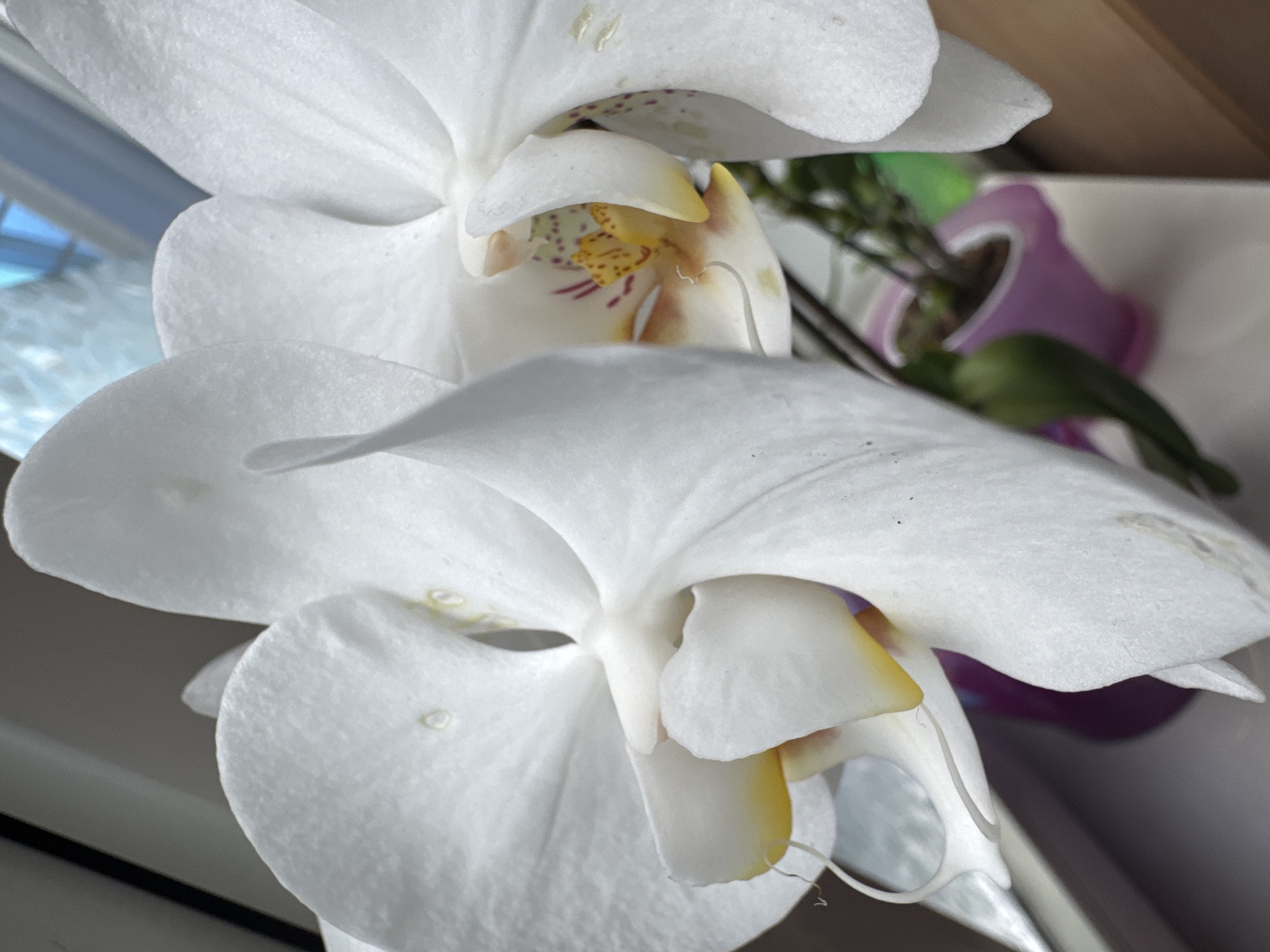 The image features a close-up view of two white orchids. The orchids are in bloom, and the details of the petals, including the interior markings with yellow and purple spots, are visible. Behind the orchids, there is a glimpse of a purple pot containing other greenery. The location of the photograph is the city of Pisochyn, Ukraine. The environment appears to be indoors, possibly near a window based on the light.