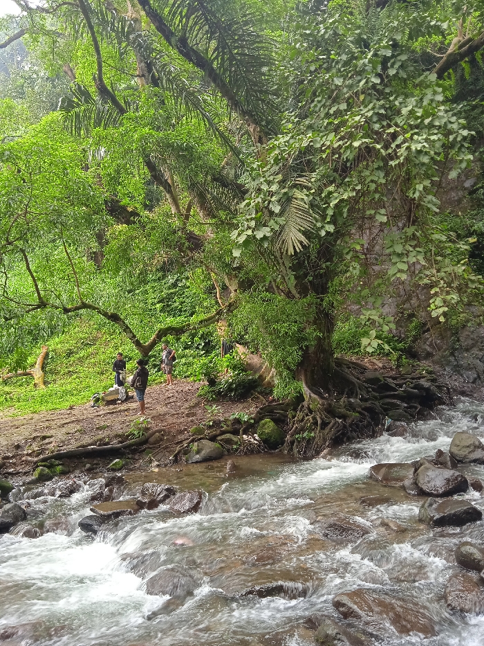 The image shows a lush, green forest setting in Tawangmangu, Indonesia, located at the coordinates -7.655 latitude and 111.135 longitude. In the foreground, a small, clear river flows over rocks and rapids. The riverbank is lined with rocks and the roots of a large tree that extends over the water. Three people are standing on the bank, seemingly observing the water. The lush vegetation of the forest dominates the scene. The tree's extensive root system is visible on the bank, and a fallen branch lies in the background.