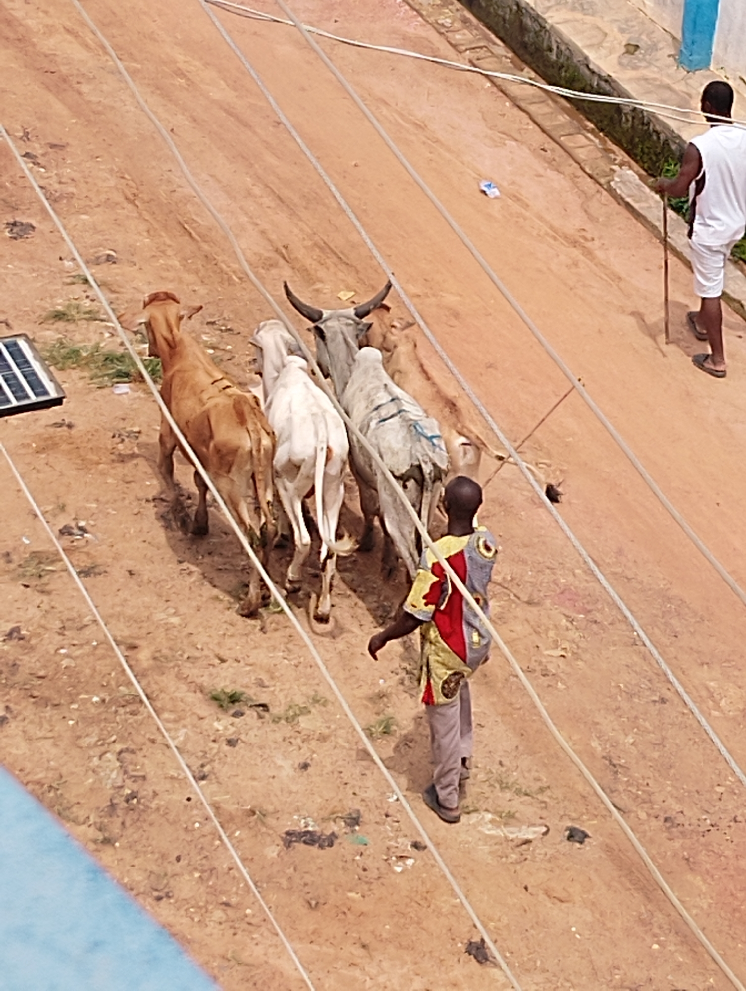 In Agege, Nigeria, a group of cows are being herded along a dirt path. Four cows are visible: one tan, two white, and one with grey and white markings. They appear to be moving in the same direction. A young boy is walking behind the cows, wearing a colorful patterned shirt and light-colored pants. He is carrying something on his back, possibly a baby or a bundle. Another man, dressed in a white tank top and shorts, walks further ahead and to the right, holding a stick. The environment is dusty with some sparse vegetation. Overhead, several wires or cables are strung across the scene. A solar panel is visible on the left side of the image.