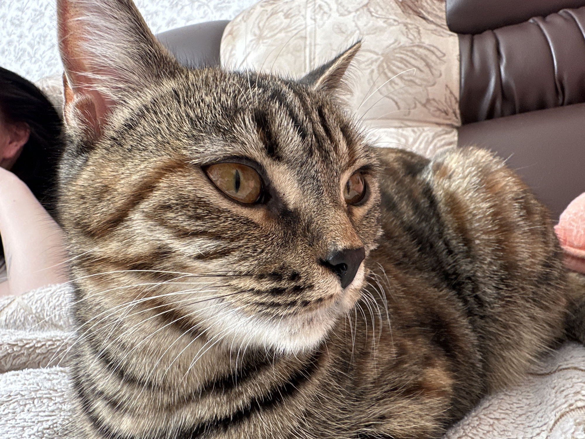 A close-up shot depicts a tabby cat resting on a textured surface, possibly a blanket or cushion. The cat has a brown and black striped coat, amber-colored eyes, and a dark nose. The background includes a brown leather sofa and a patterned cushion. The location and city are unknown.
